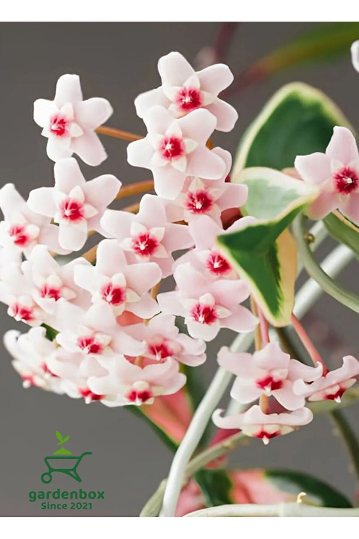Beyaz Renk Mum Çiçeği 10-20Cm Hoya Carnosa