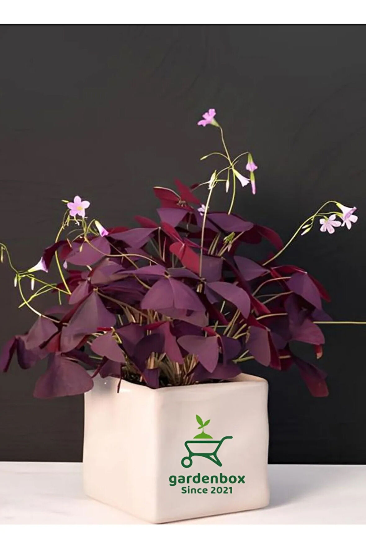 Süs Yoncası Mor Yapraklı Yonca Çiçeği 1 ADET 20-30 Cm (Oxalis triangularis)