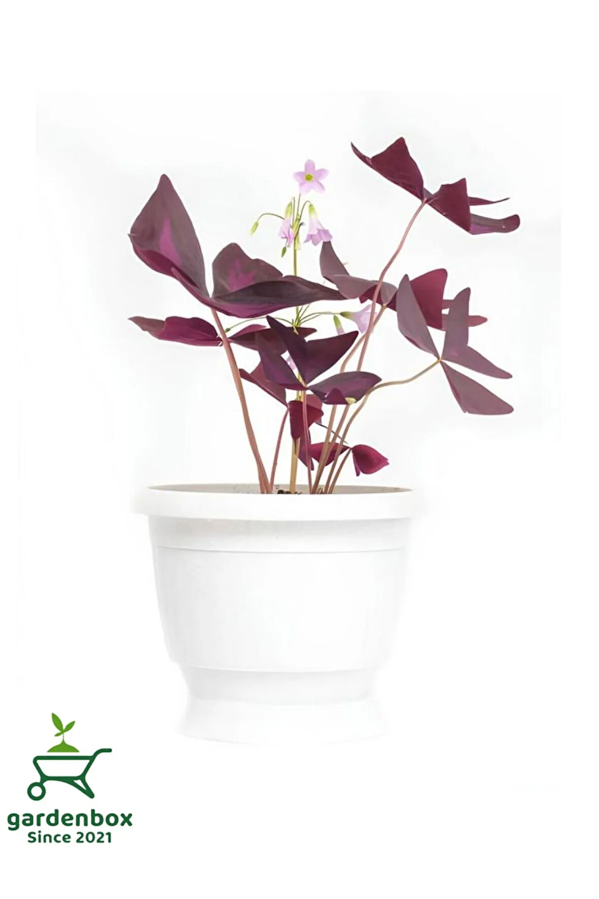 Uyku Çiçeği Mor Yonca 1 ADET Saksılı 20-30Cm (Oxalis Triangularis)