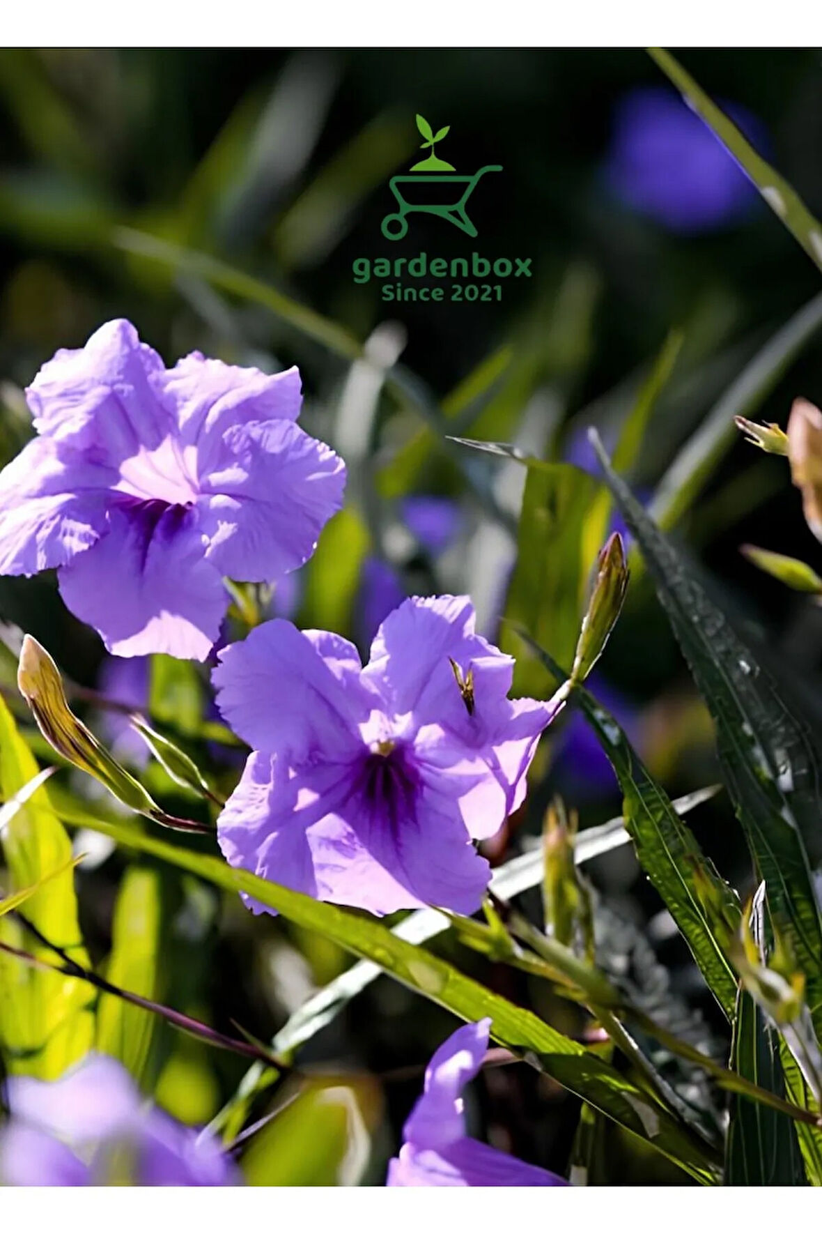 Meksika Petunyası Saksılı 30-50Cm Ruellia