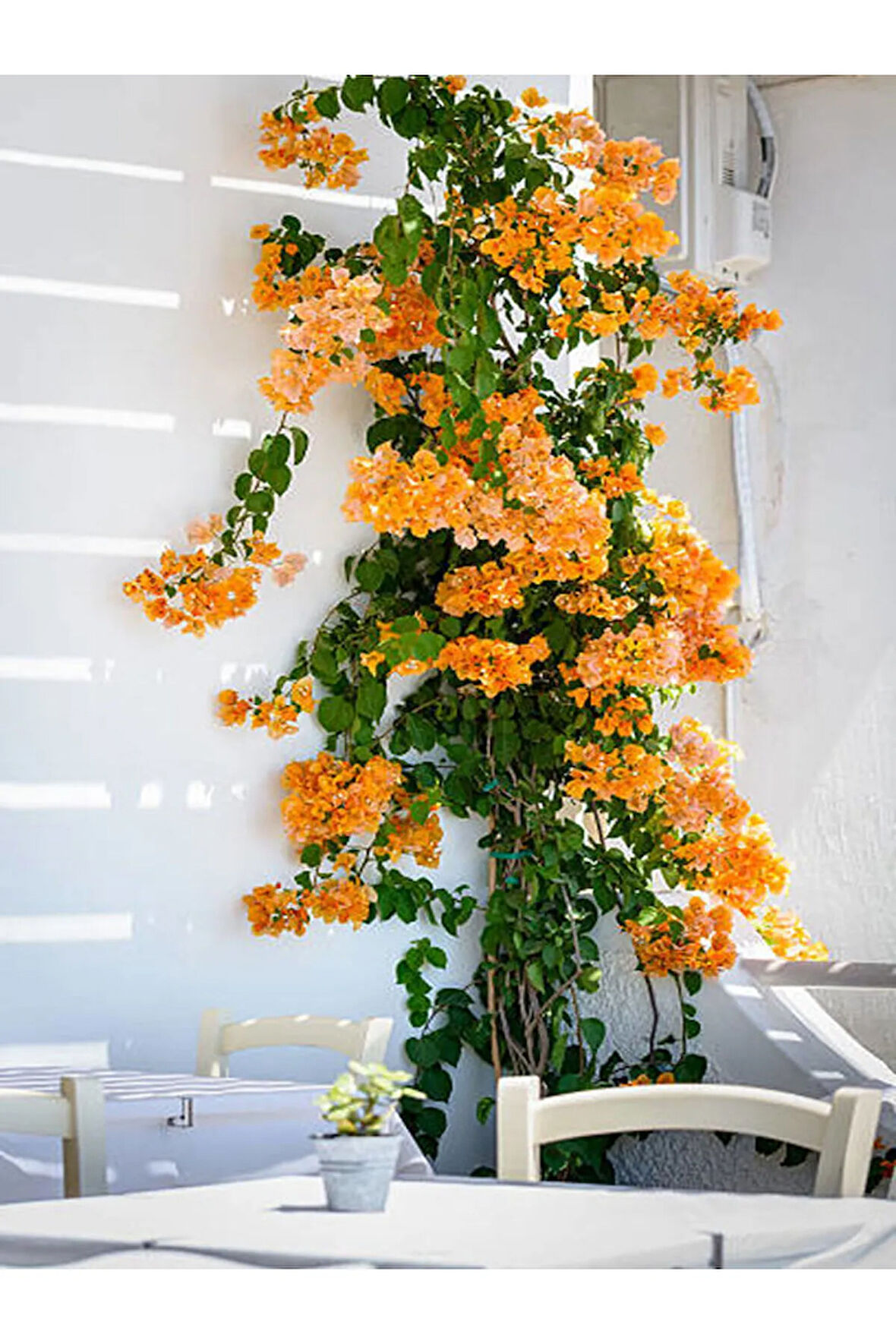 Videolu Turuncu Begonvi Gelin Tacı Çiçeği Fidanı (30 60 CM)1 Adet Saksılı Bougainvillea