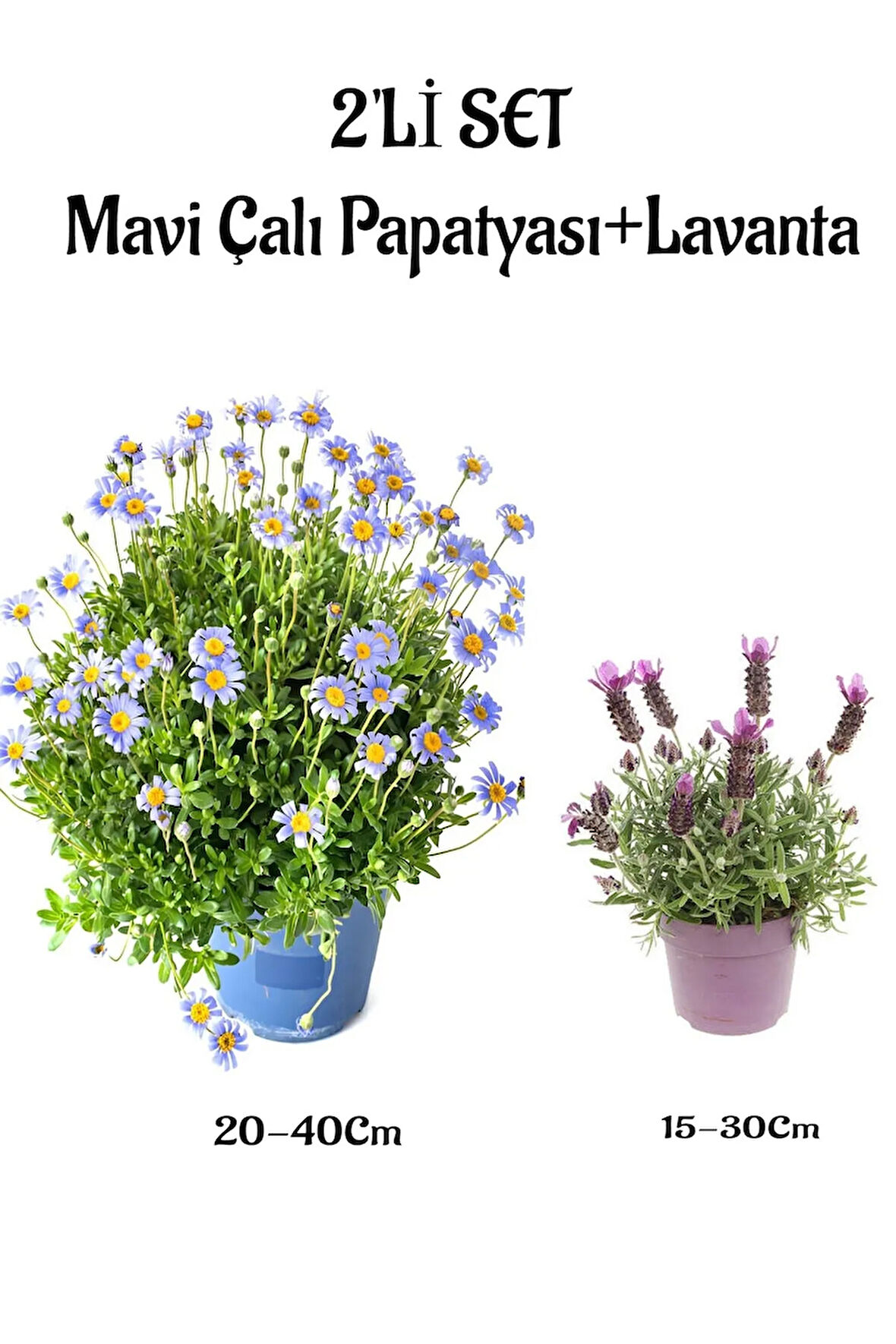 Mavi Çalı Papatyası Maviş(Felicia)+Mor Lavanta Fidanı Saksılı 2'li Set Dış Mekan Bitkisi