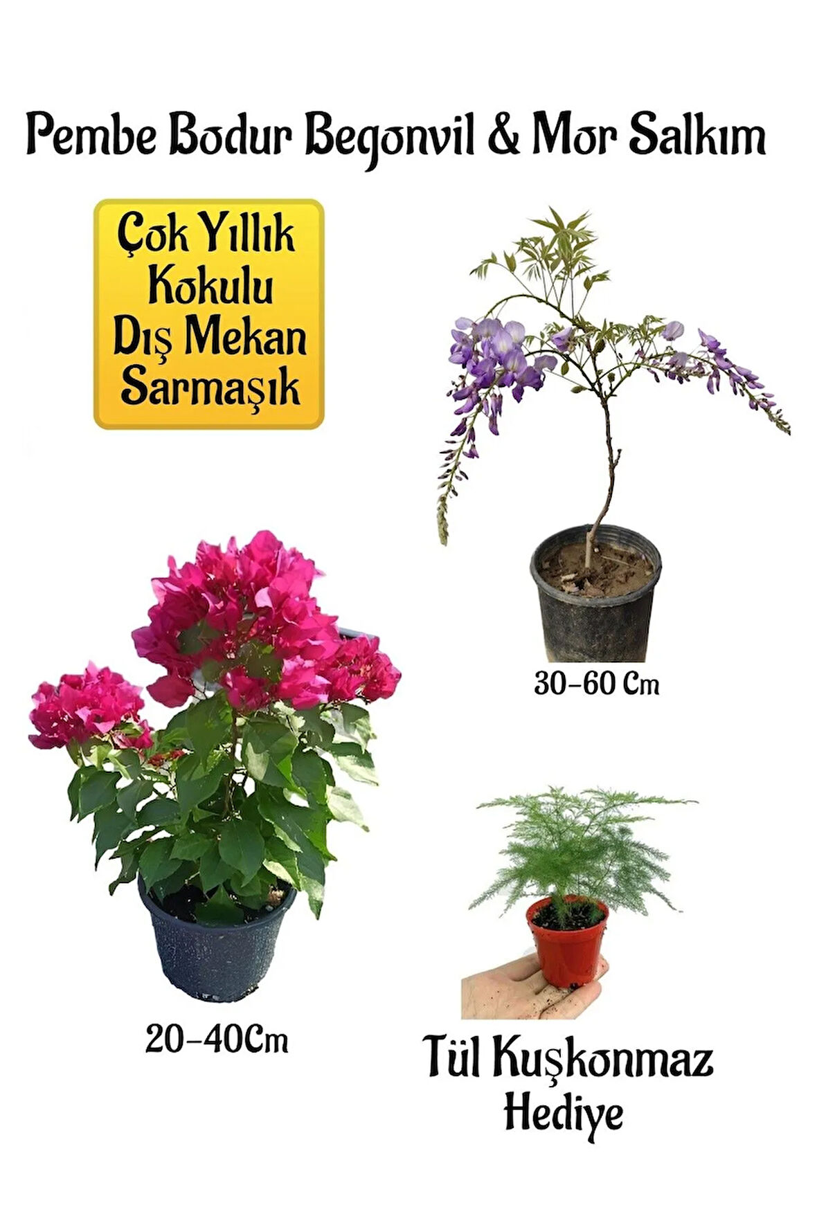 Pembe Bodur Begonvil+Mor Salkım Ağacı Fidanı Tül Kuşkonmaz Bahçe Peyzaj Seti