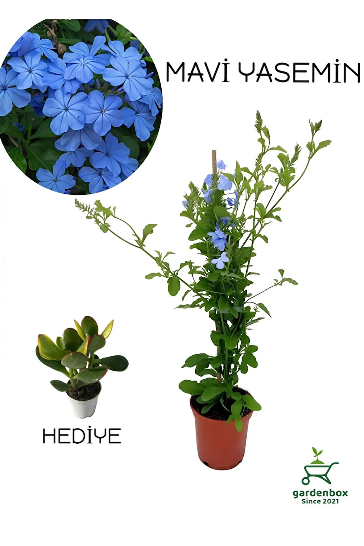 Sarmaşık Mavi Yasemin Fidanı 30-60Cm (Blue Jasmine)+Yeşim Para Çiçeği