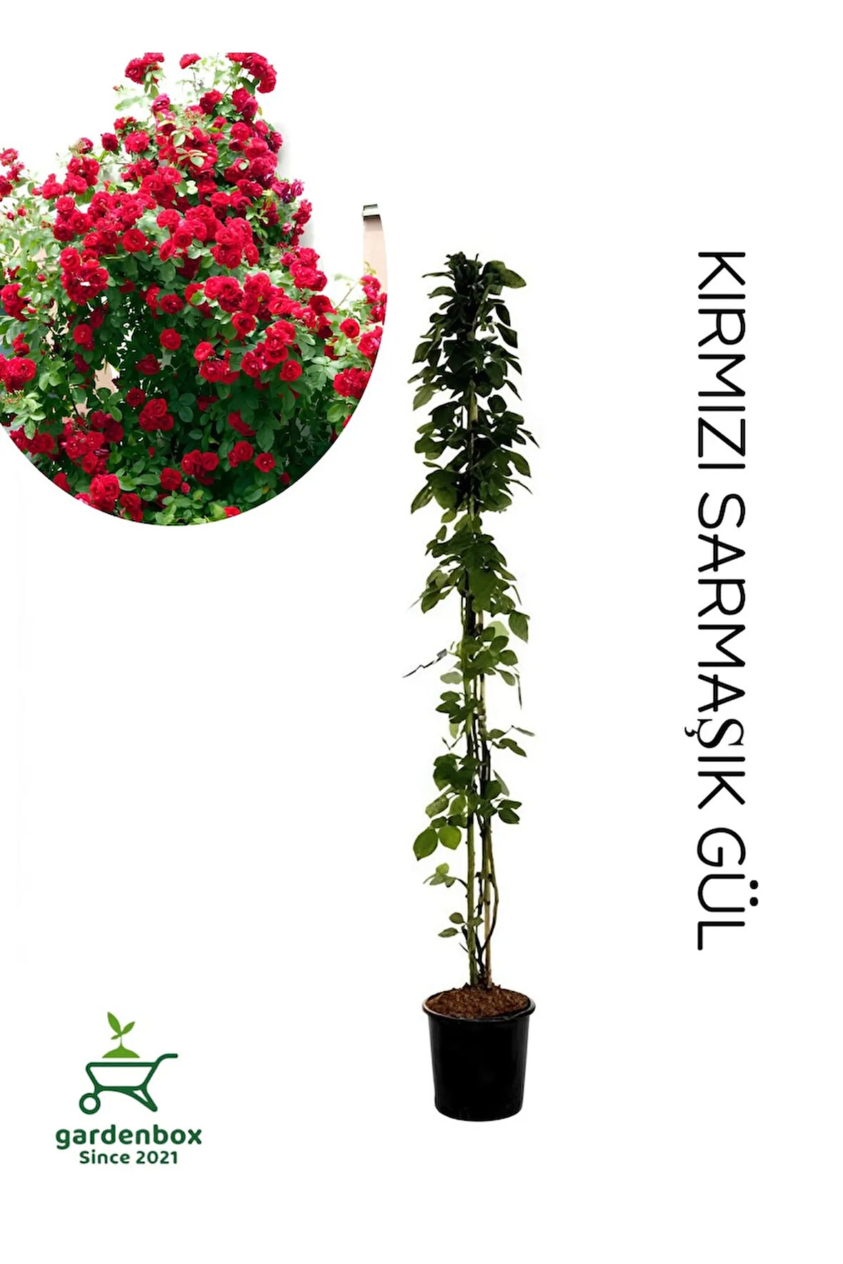Sarmaşık Gül Fidanı Formlu 1 ADET Saksılı/Tüplü 50-80Cm