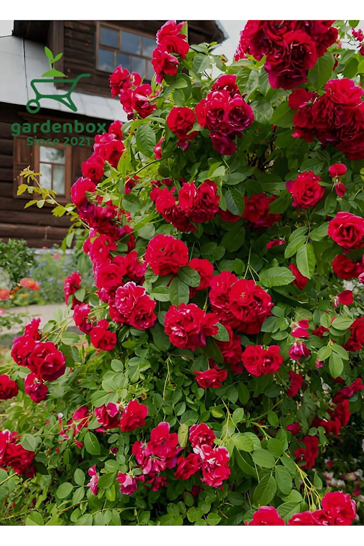 Çardak Kırmızı Gül Fidanı 1 ADET Saksılı/Tüplü 50-80Cm