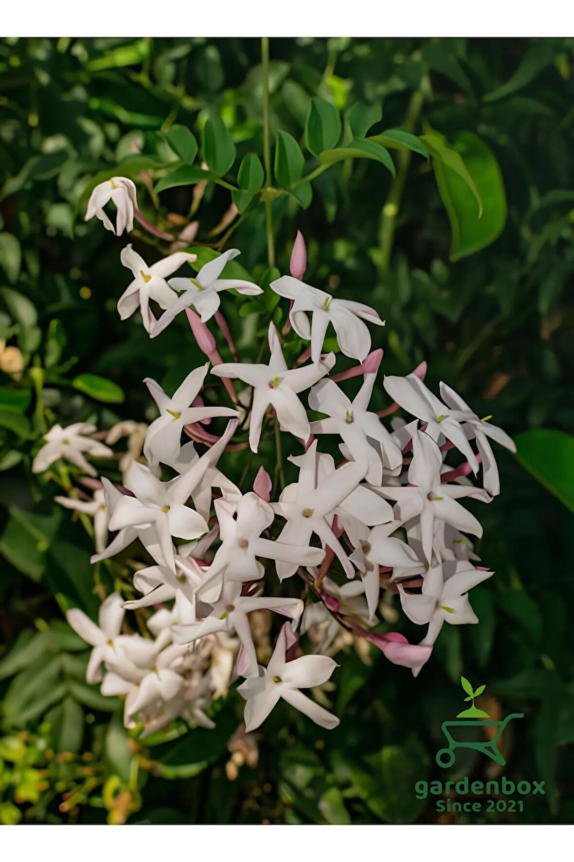 Kokulu Çin Yasemini Çiçeği 1 Adet Saksılı/Tüplü (30-60Cm) (Jasminum)