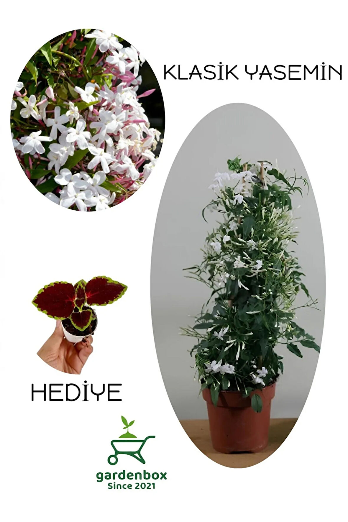 Mis Kokulu Ada Yasemini Çiçeği 1 Adet Saksılı/Tüplü (30-60Cm)+Yaprak Güzeli