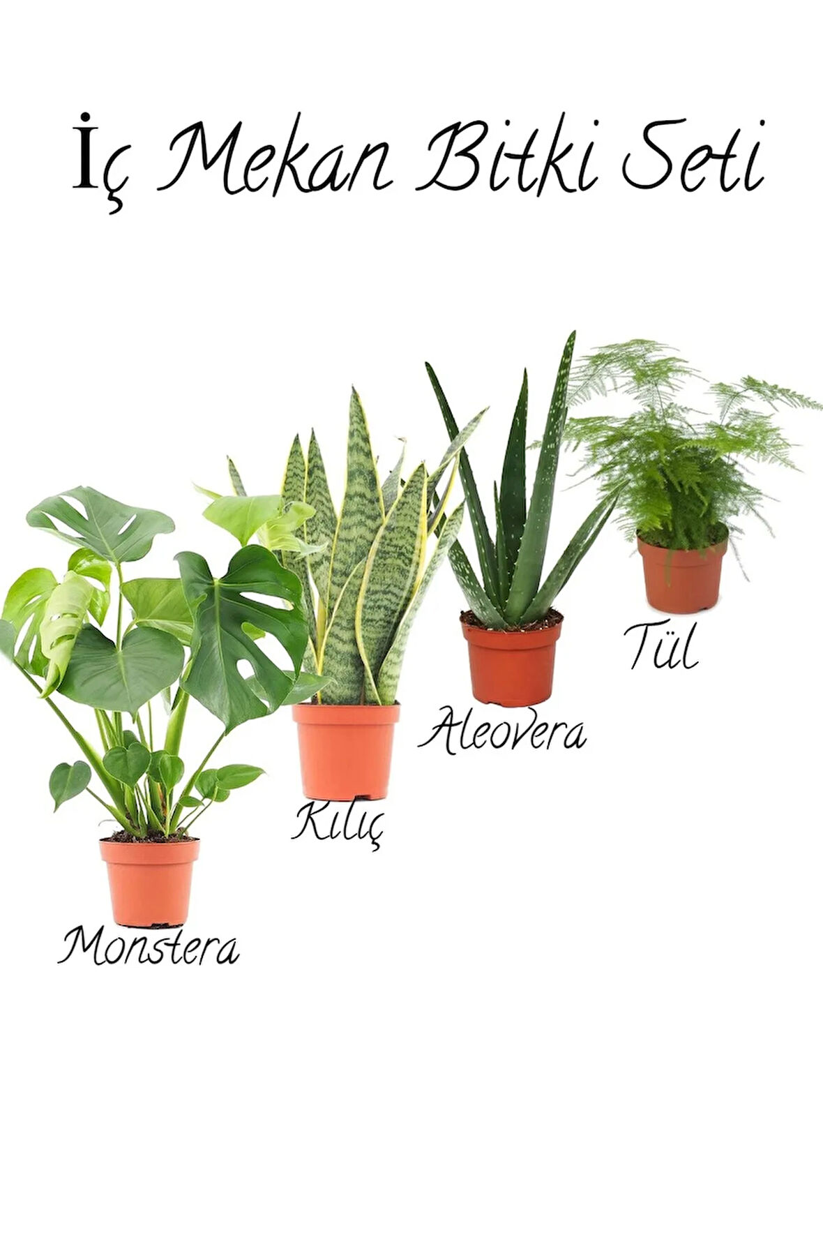Deve Tabanı(40-50cm)-Sarı Kılıç(15-30cm)-Aleovera(15-30cm)-Tül Kuşkonmaz (15-30cm)