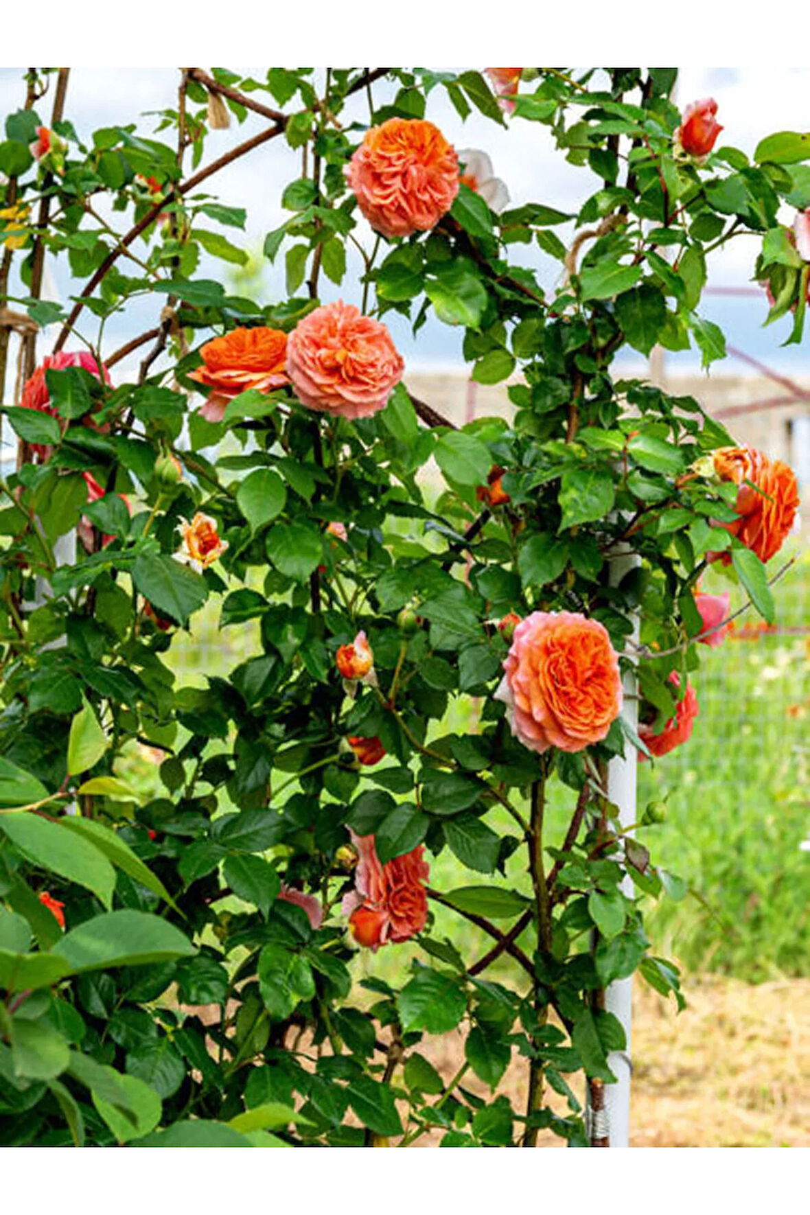 Videolu Sarmaşık Gül Turuncu Renkli(60 80 CM)1 Adet Saksılı Aşılı Gül Orange Rose