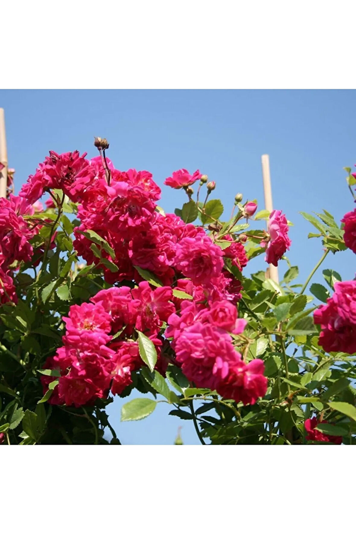 Videolu Pembe Sarmaşık Gül Fidanı Kokulu (90 140 CM)1 Adet Tüplü Aşılı Gül Pink Rose