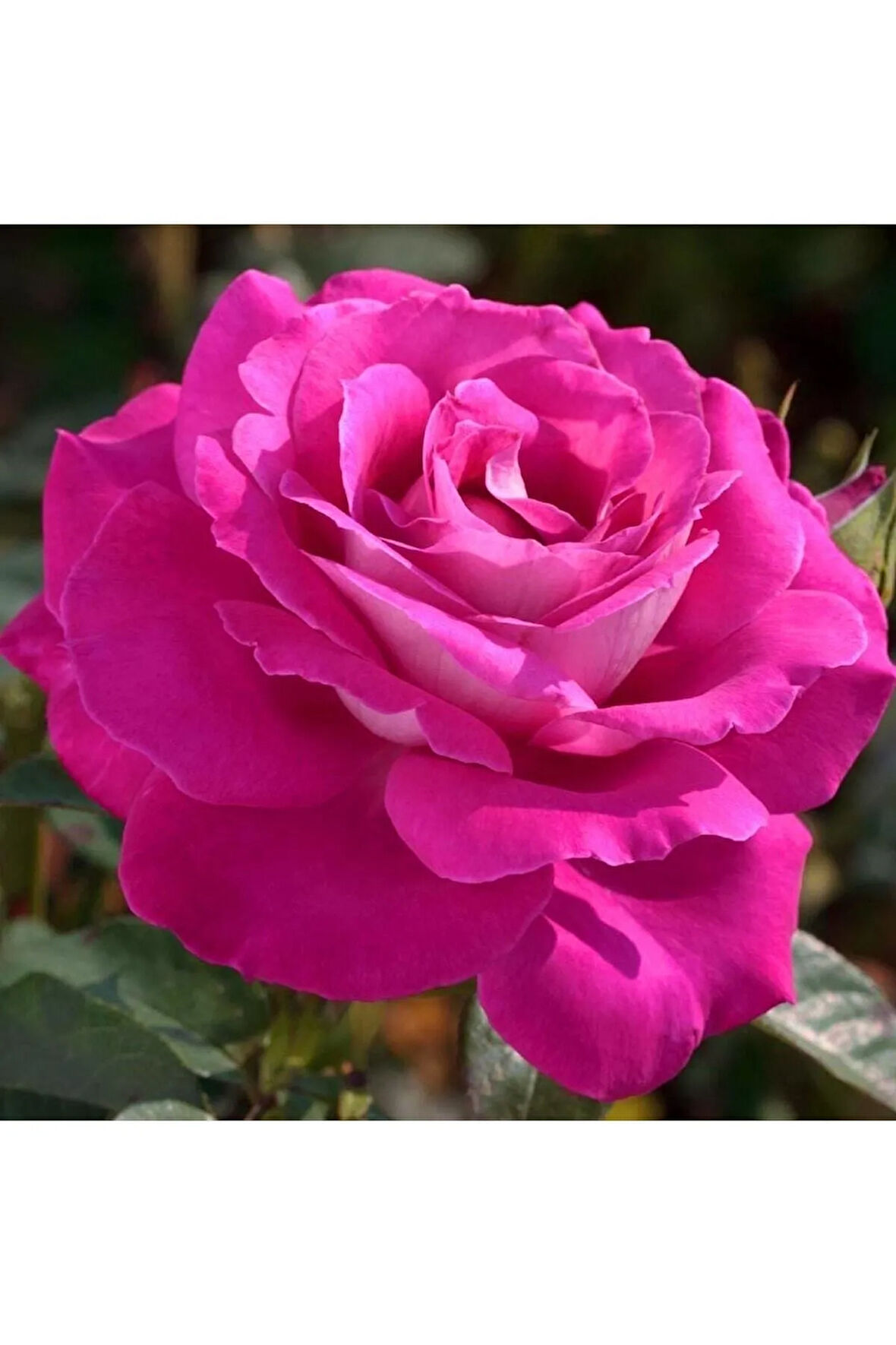 Videolu Pembe Renk Gül Fidanı 10-15 Cm Saksıda Yediveren Kokulu Aşılı Gül (PİNK ROSE)
