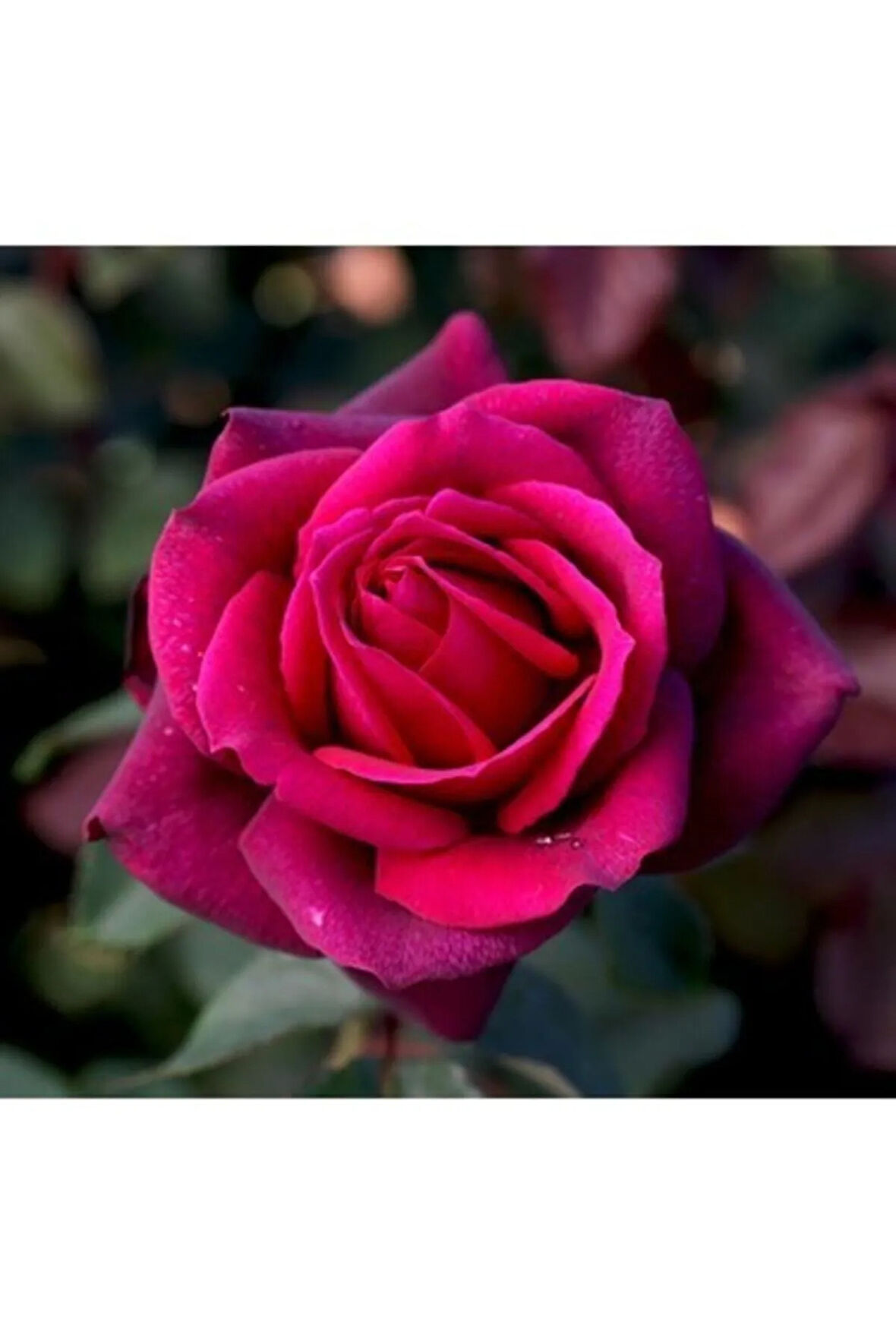 Videolu Fuji Gül Fidanı Saksılı/tüplü 30-45 Cm 2 Adet Yediveren Kokulu Aşılı Güller Roses