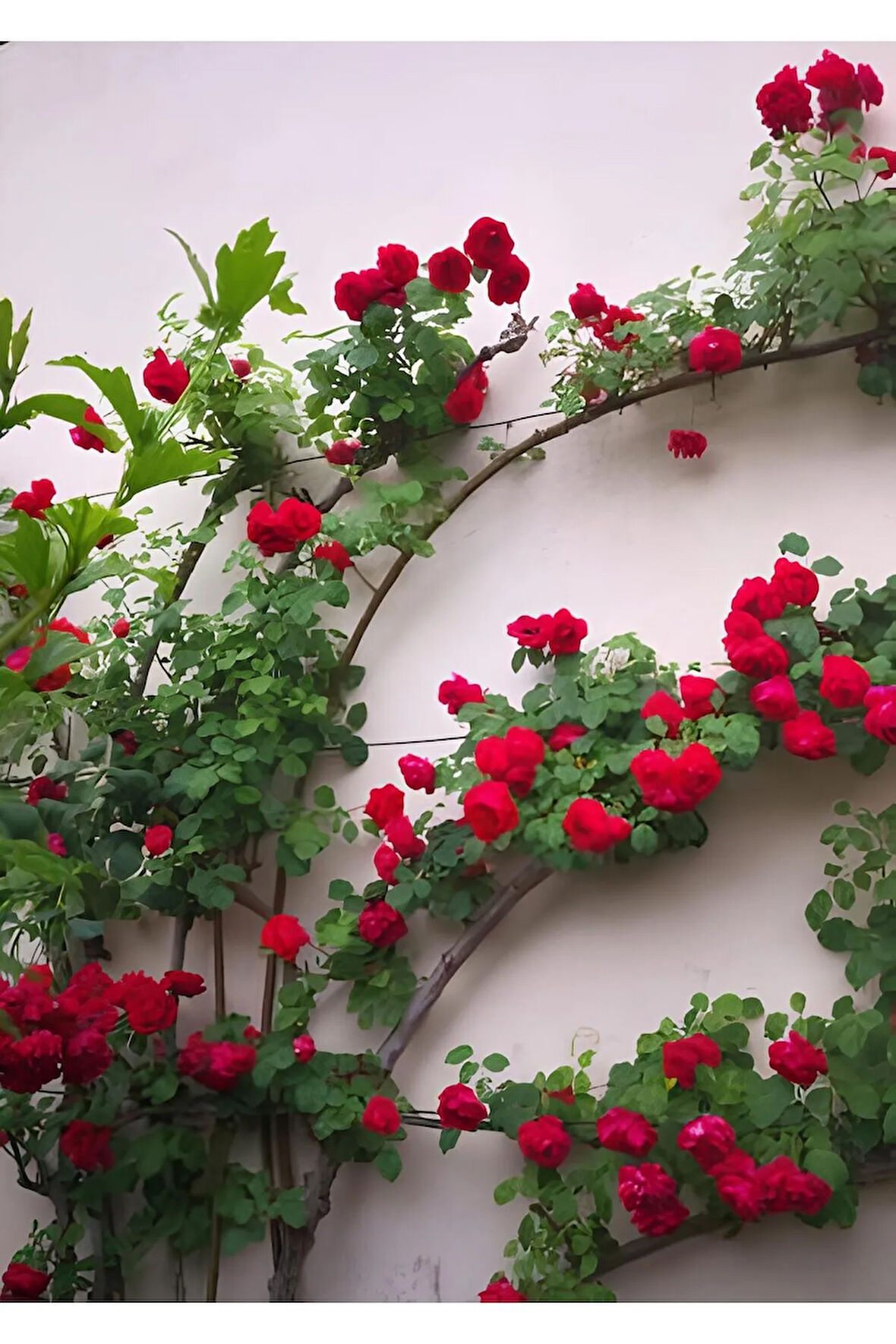 Videolu Kırmızı Yediveren Sarmaşık Gül Fidanı (50-80CM) Tüplü Aşılı Gül (RED ROSE)