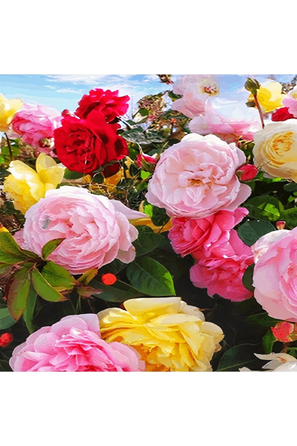 Videolu Yediveren Gül Seti (50 70 CM) 3 Adet ( Beyaz Pembe Turuncu)aşılı Gül Rose
