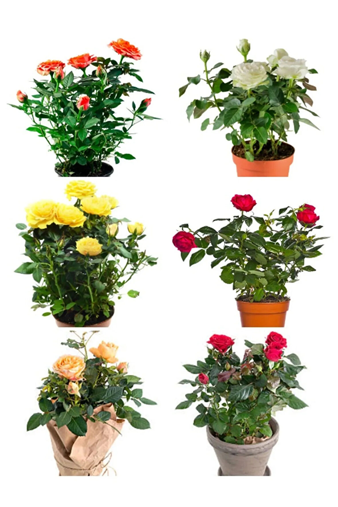 Videolu Yediveren Gül Seti (50 60 Cm ) 5 Adet (SARI KIRMIZI BEYAZ PEMBE TURUNCU) "multiflora Rose"