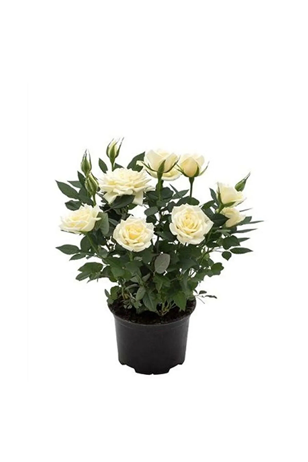 Videolu Minyatür Bodur Beyaz Gül Fidanı 1 ADET Saksılı/Tüplü 35-65 Cm (Miniature White Rose)