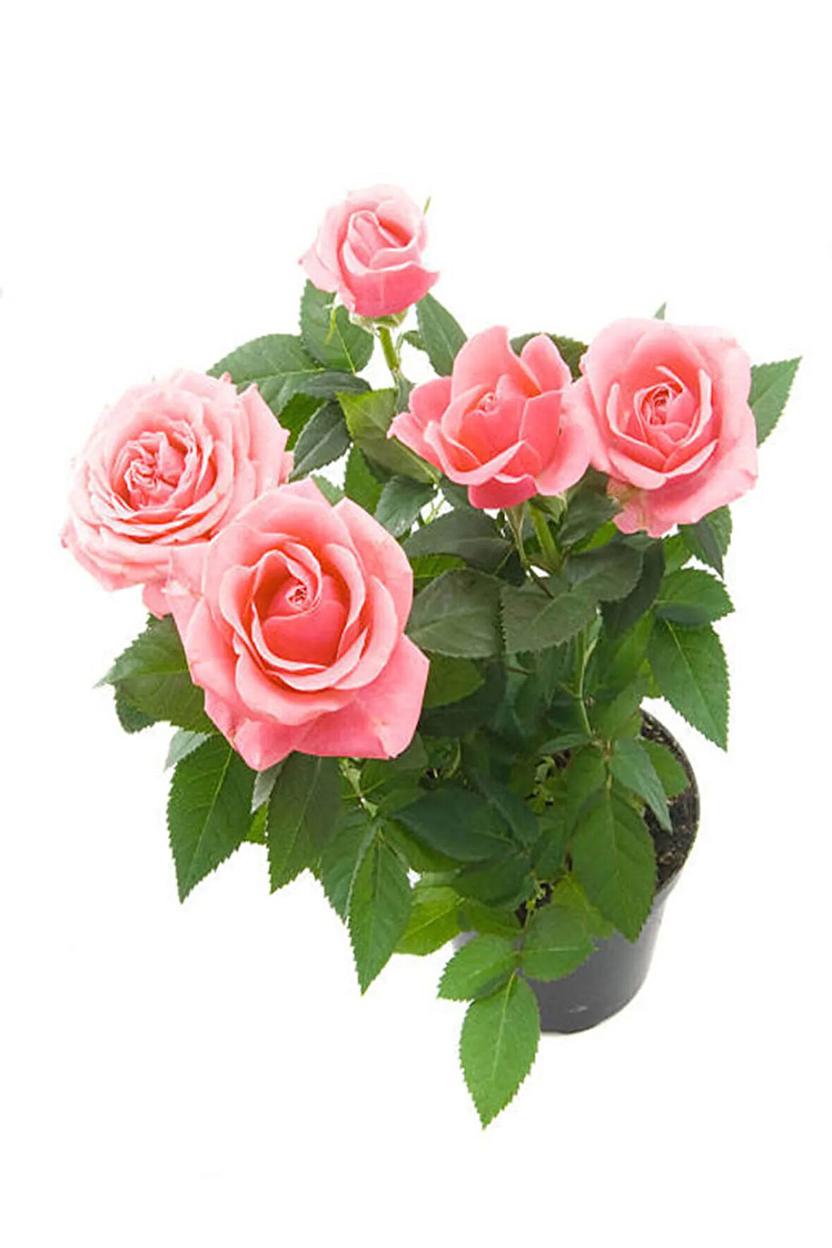 Videolu Sarmaşık Gül Fidanı Kokulu Açık Pembe (80 140 Cm) Saksılı Aşılı Gül Pink Rose