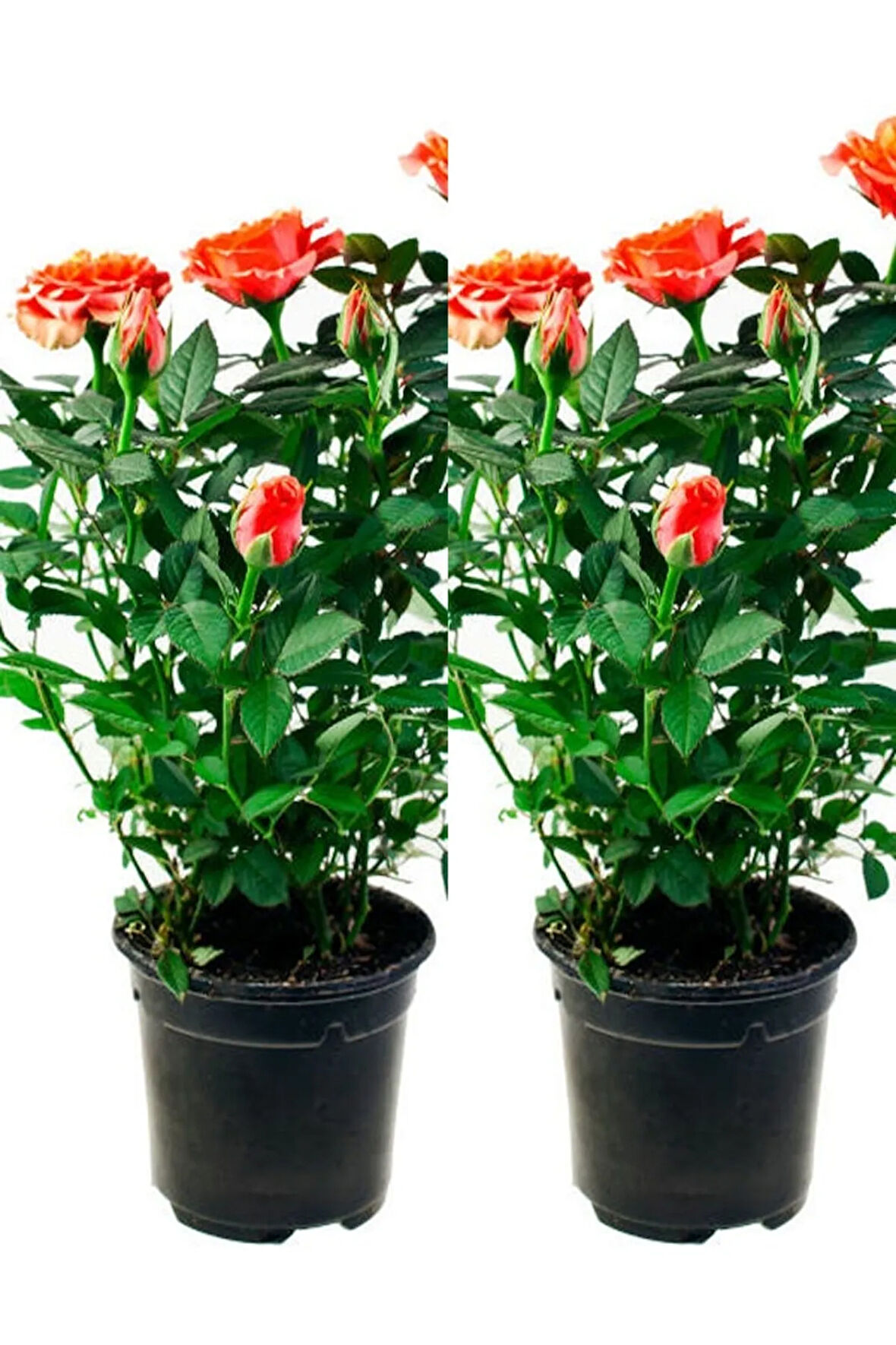 Videolu Yediveren Somon Rengi Gül Fidanı 2 ADET Saksılı/Tüplü 30-55 Cm Bahçe Bitkisi (Orange Rose)