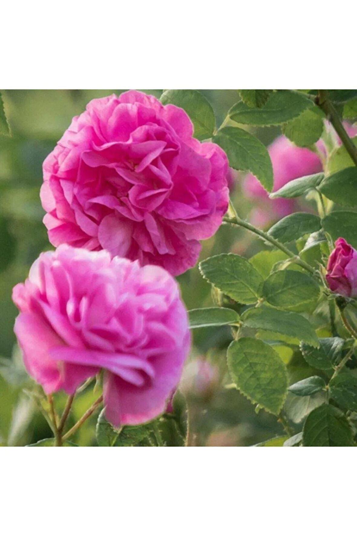 Videolu Reçellik Yediveren Isparta Gül Fidanı (30 60 Cm) 1 Adet Tüplü Aşılı Gül Rose İstichous Rose