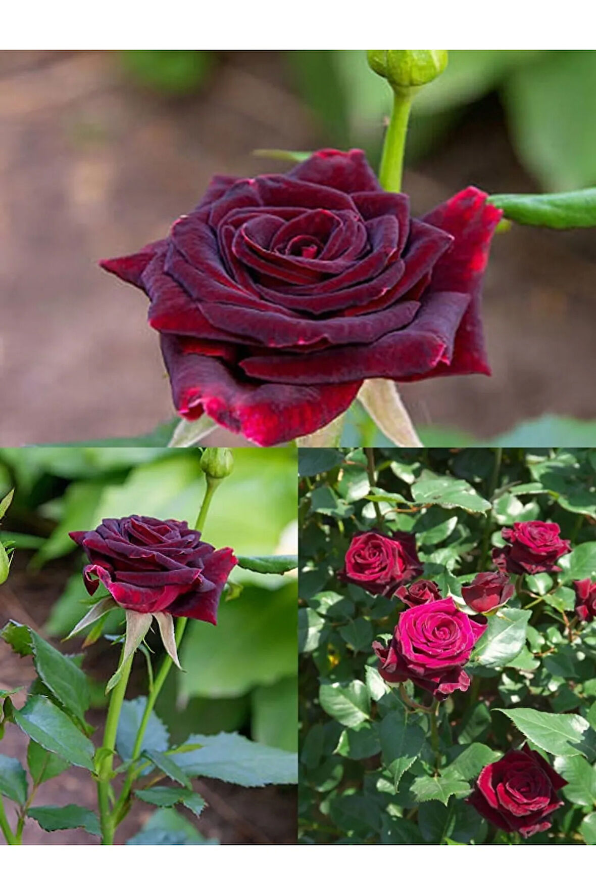 Videolu Bordo Yediveren Kokulu (25 50 CM) 2 Adet Gül Fidanı Saksılı Aşılı Gül Burgundy Rose