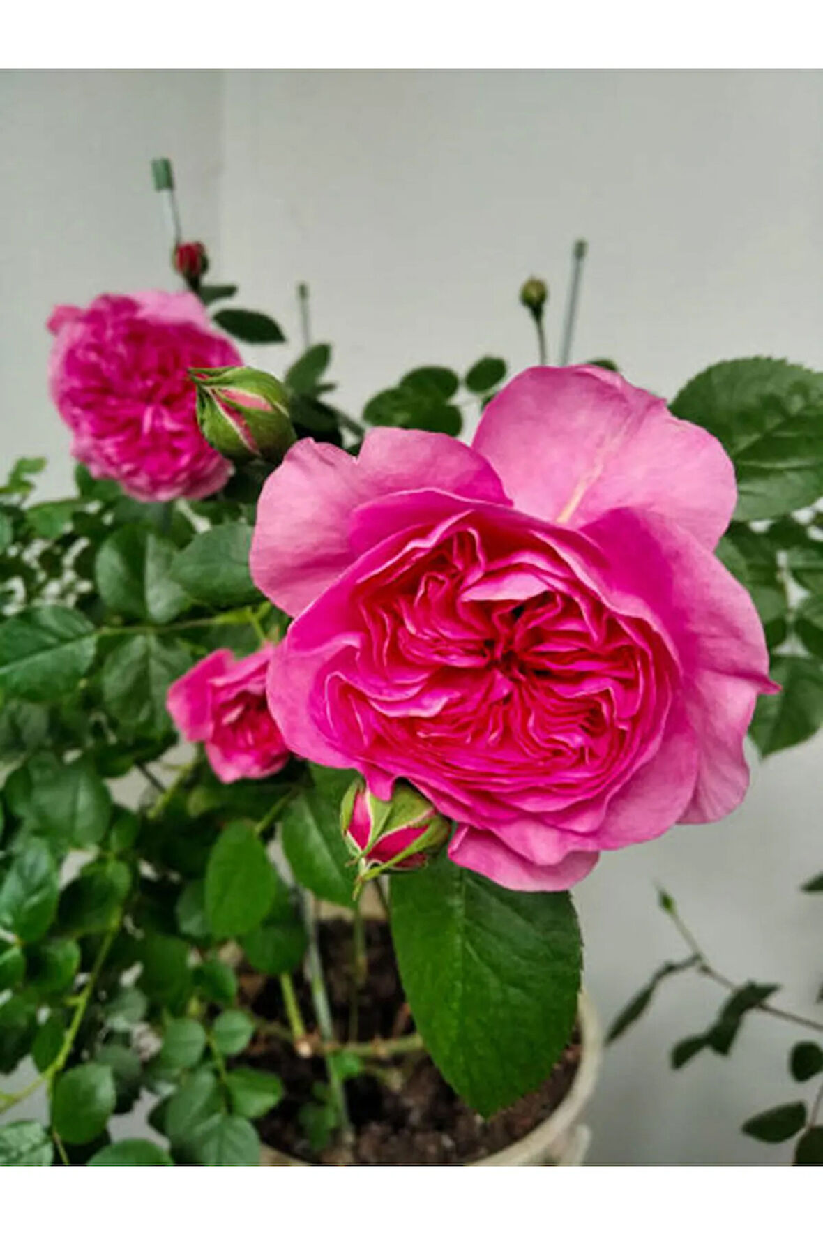 Videolu Yediveren Pembe (10-15 CM) Saksılı Aşılı Gül Pink Rose