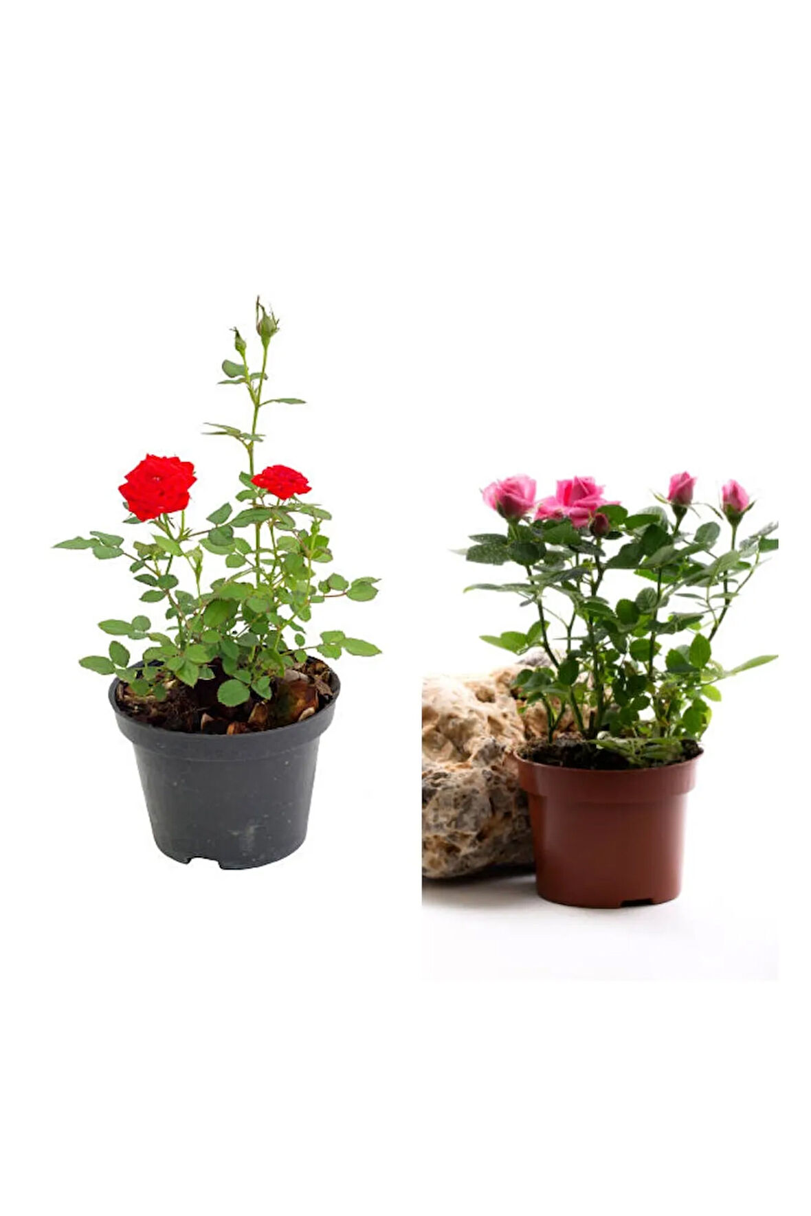 Videolu Kırmızı Ve Pembe Gül Fidanı 2 Adet Yediveren Saksılı 50-80 Cm (PİNK AND RED ROSE SAPLİNG)