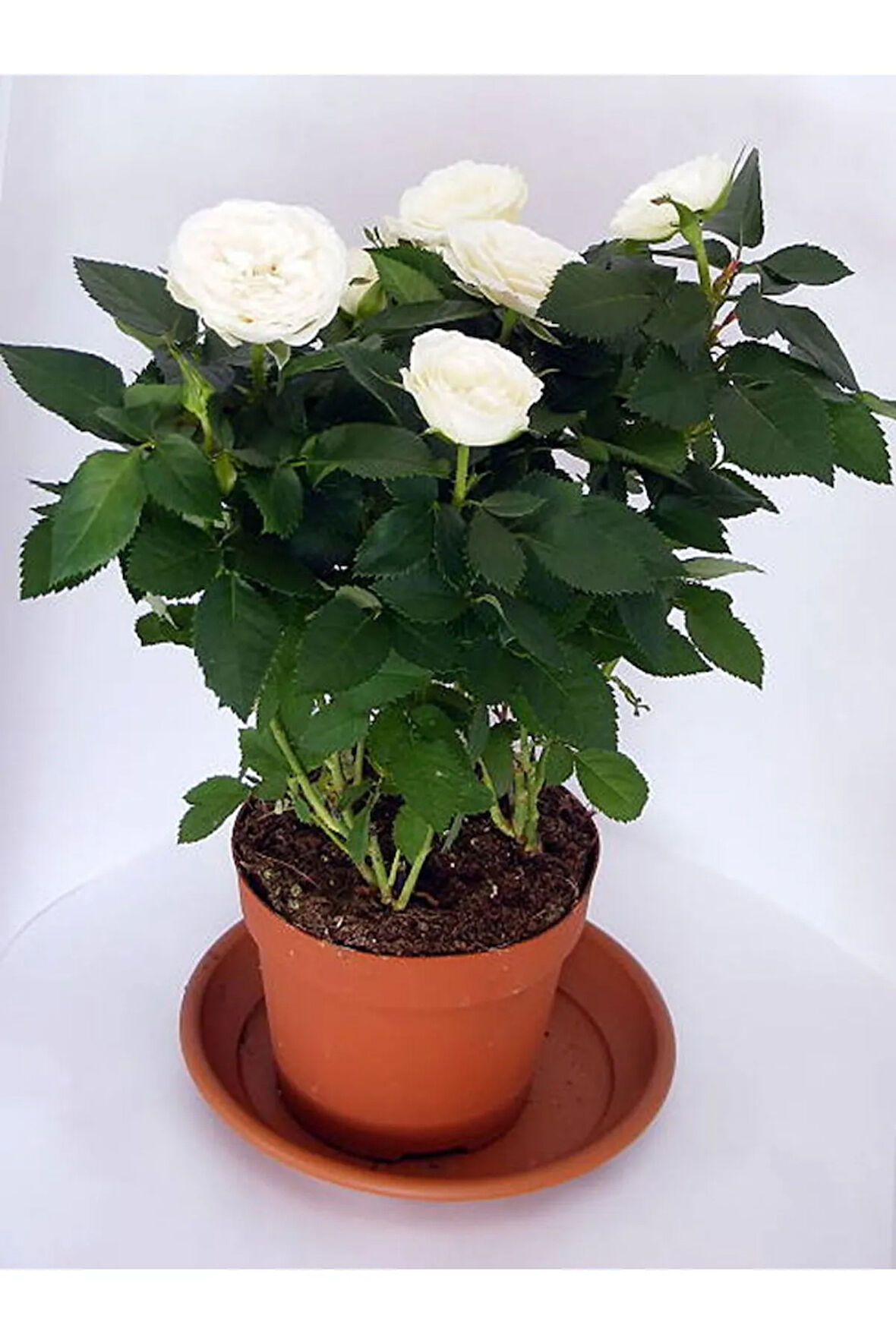 Videolu Beyaz Kokulu Gül Saksılı [5 Adet] 50 - 70 Cm Dış Mekan White Rose