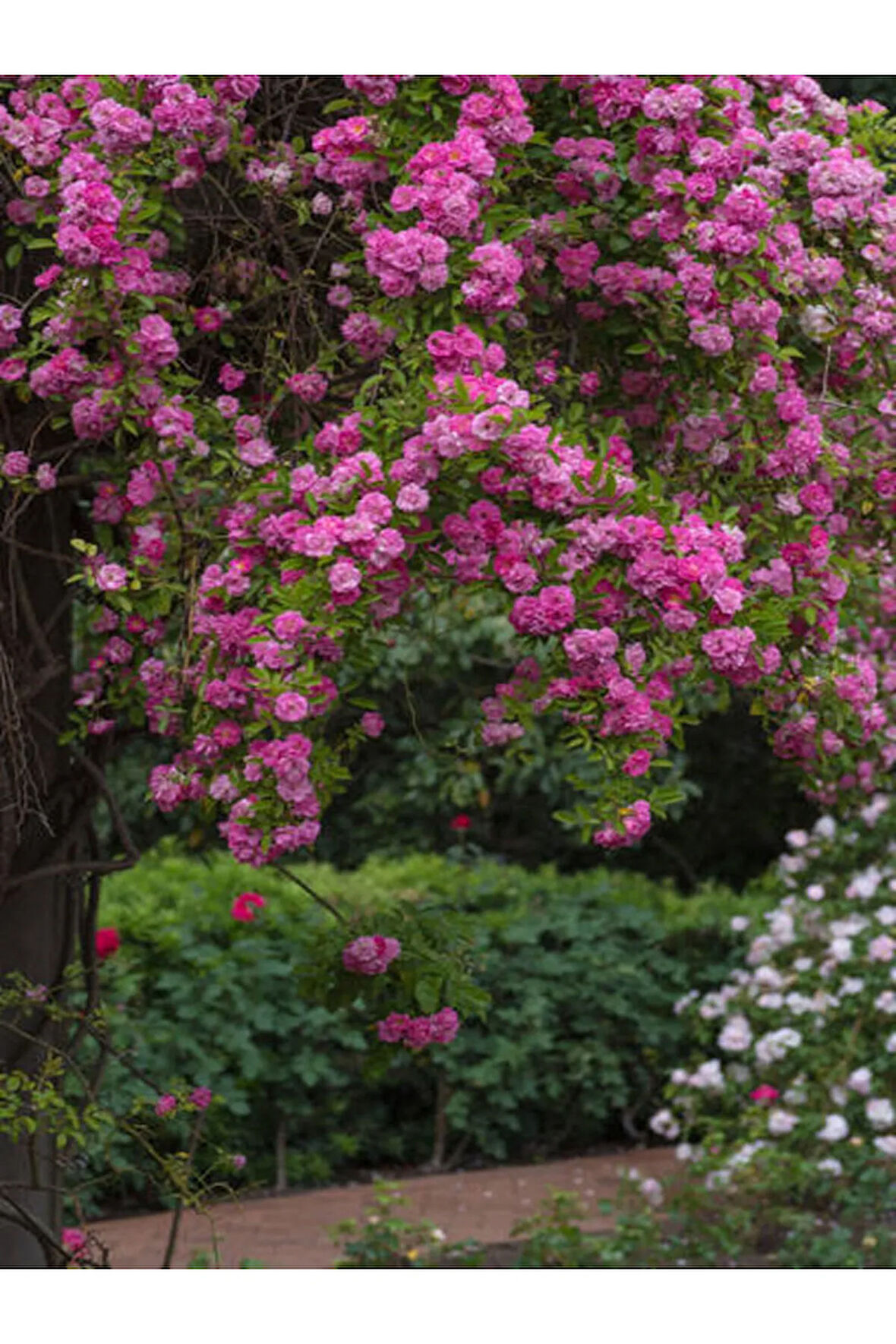 Videolu Pembe Özel Tür Mis Kokulu 1 Adet Sarmaşık Gül Fidanı Saksılı 70-110 Cm (PİNK CLİMBİNG ROSE)