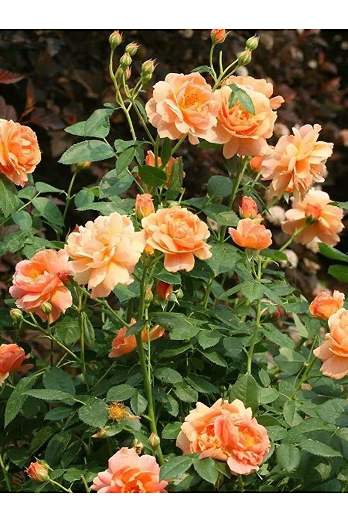 Videolu Turuncu Yediveren Kokulu Gül Fidanı 1 Adet Saksılı Bahçe Bitkisi 10-15 Cm (ORANGE ROSE)