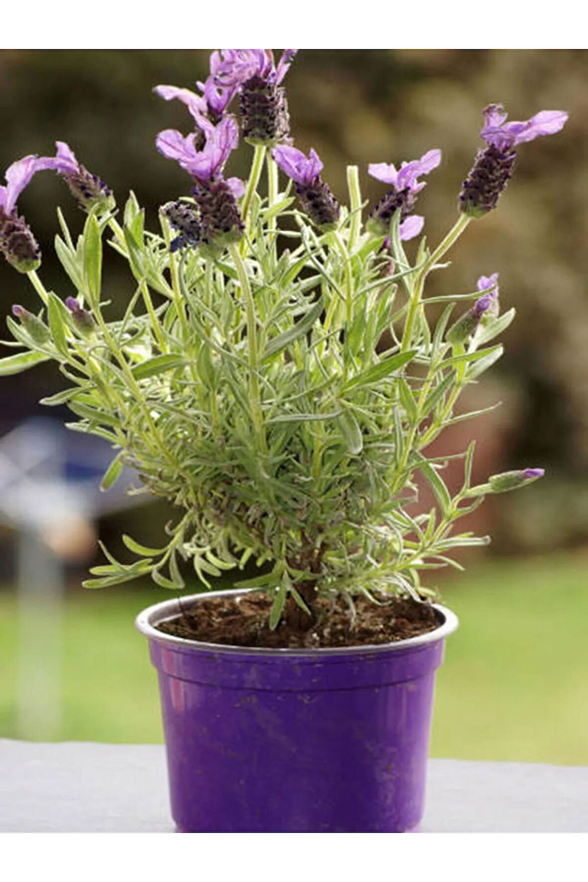 Videolu Mor Lavanta Fidanı 30 Adet Angustifolia Fidanı Tüplü/ Saksılıdır 15-25 Cm (LAVENDER)