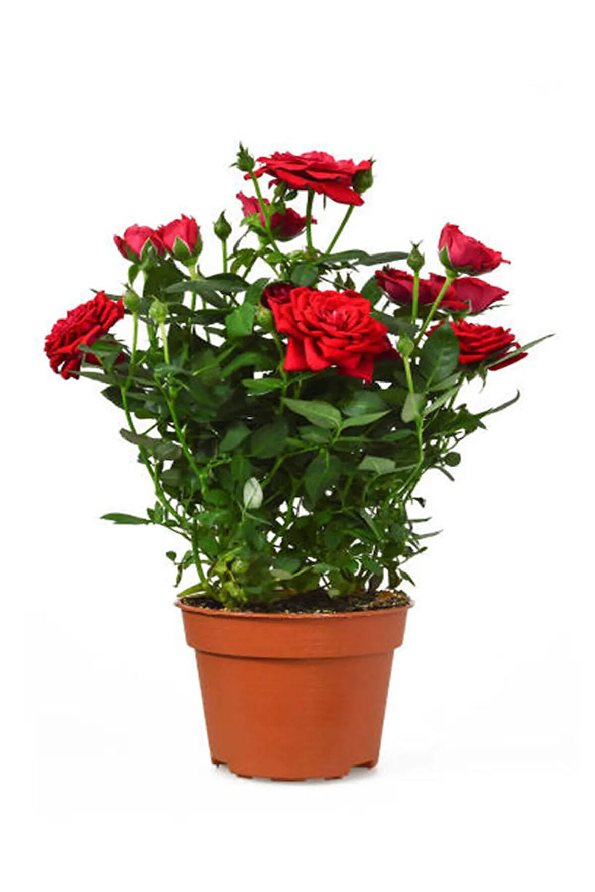Videolu Yediveren Kokulu Kırmızı Gül Fidesi 1 Adet Saksılı/tüplü 10-15 Cm Bahçe Bitkisi (RED ROSE)