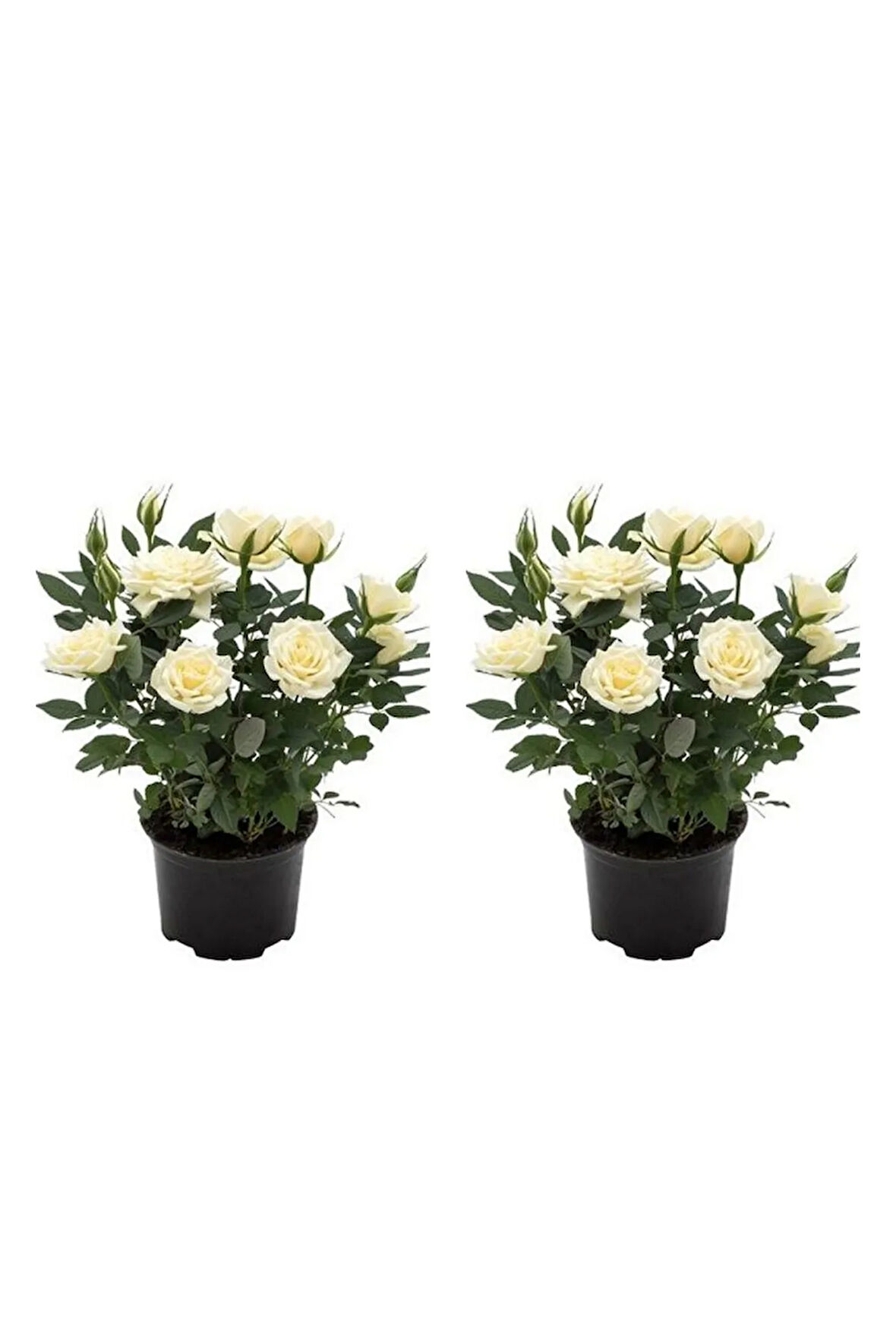 Videolu Yediveren Yoğun Kokulu Beyaz Gül 2 Adet 35-65 Cm Saksılı/tüplü Bahçe Bitkisi (WHİTE ROSE)
