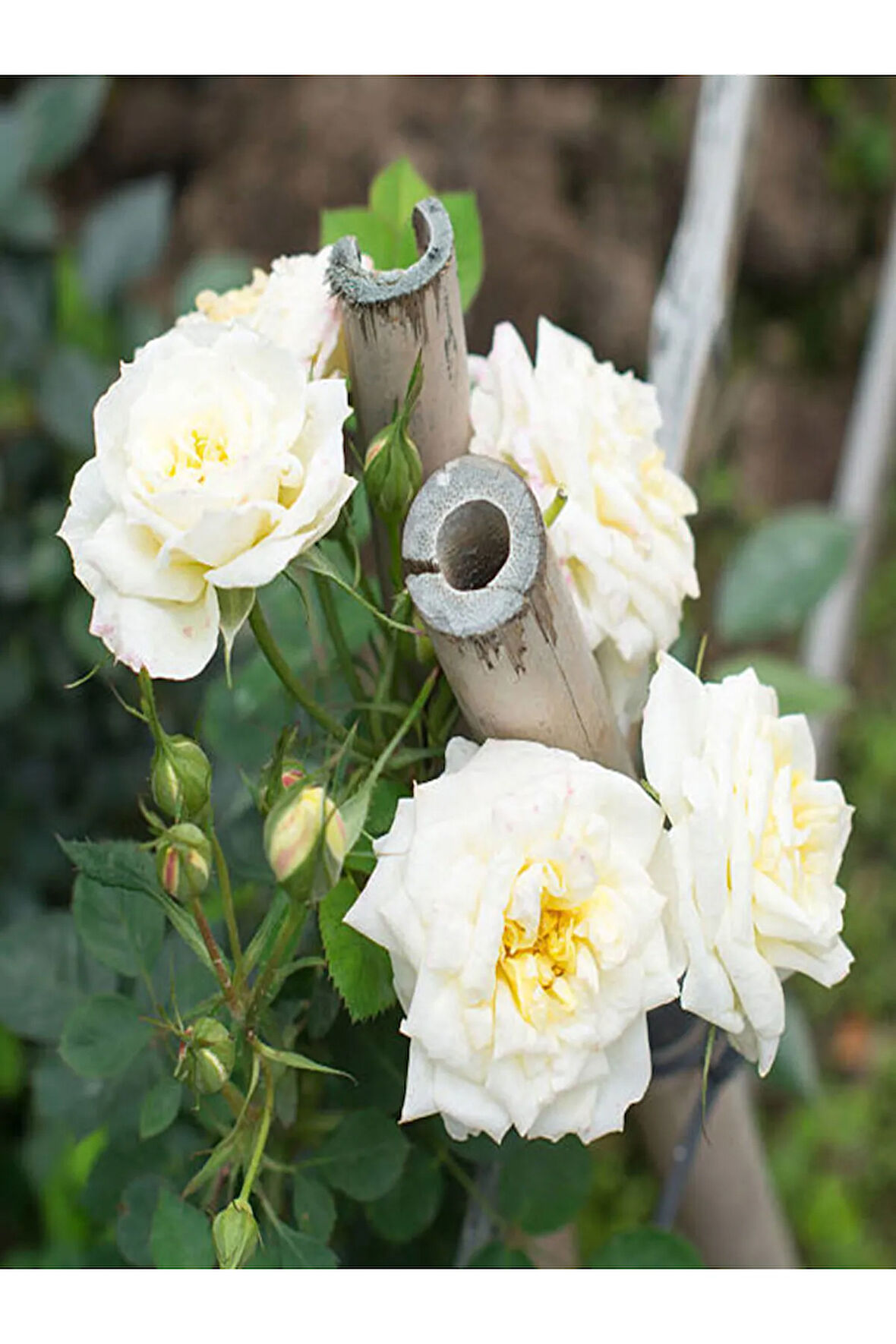 Videolu Gül Fidanı Beyaz Renkli Kokulu (10-15 CM) 1 Adet Saksılı Aşılı Gül White Rose