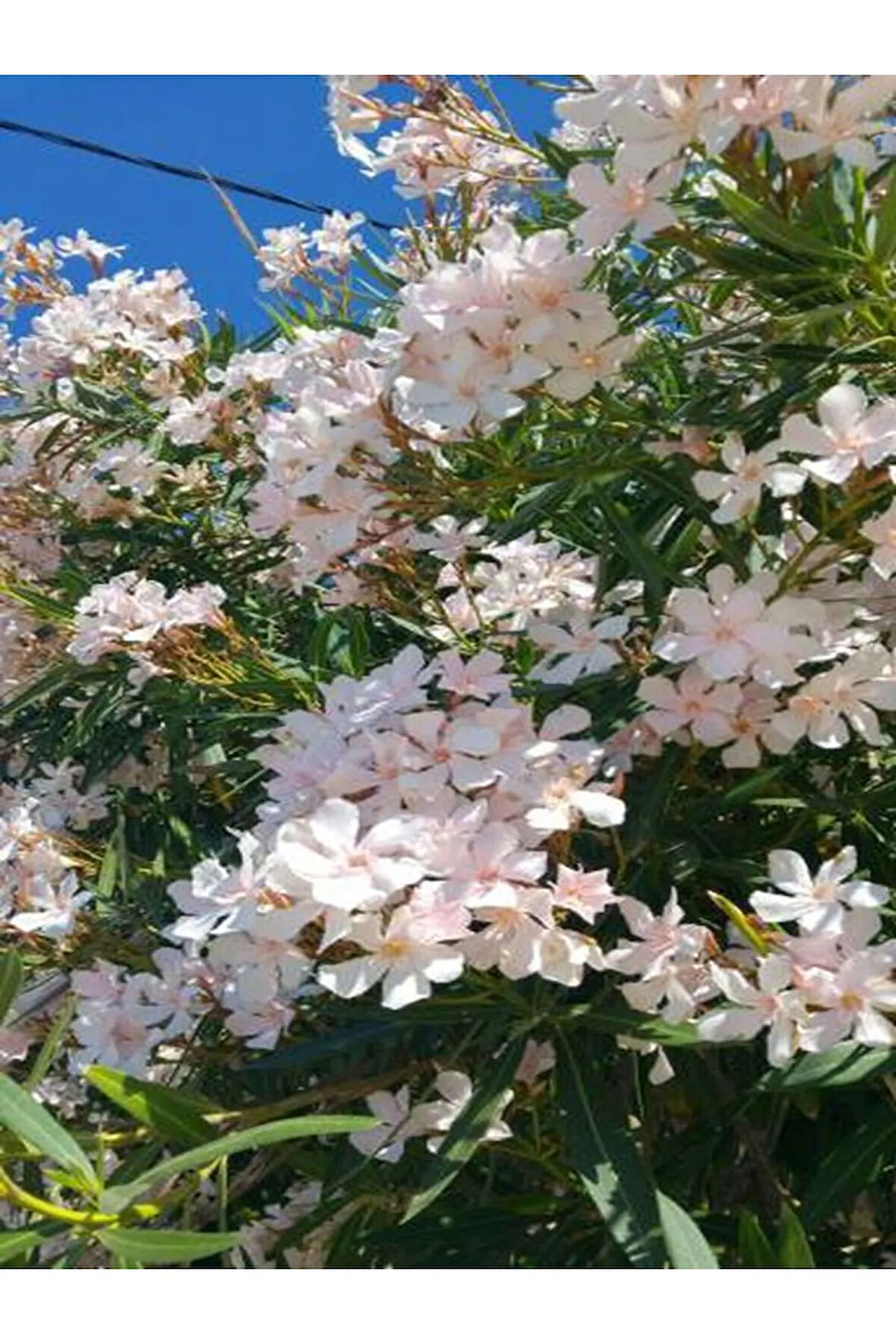 Videolu Zakkum Çiçegi Fidanı Beyaz Renkli (80 100CM) 1 Adet Tüplü Dış Mekan Bitkisi White Oleander