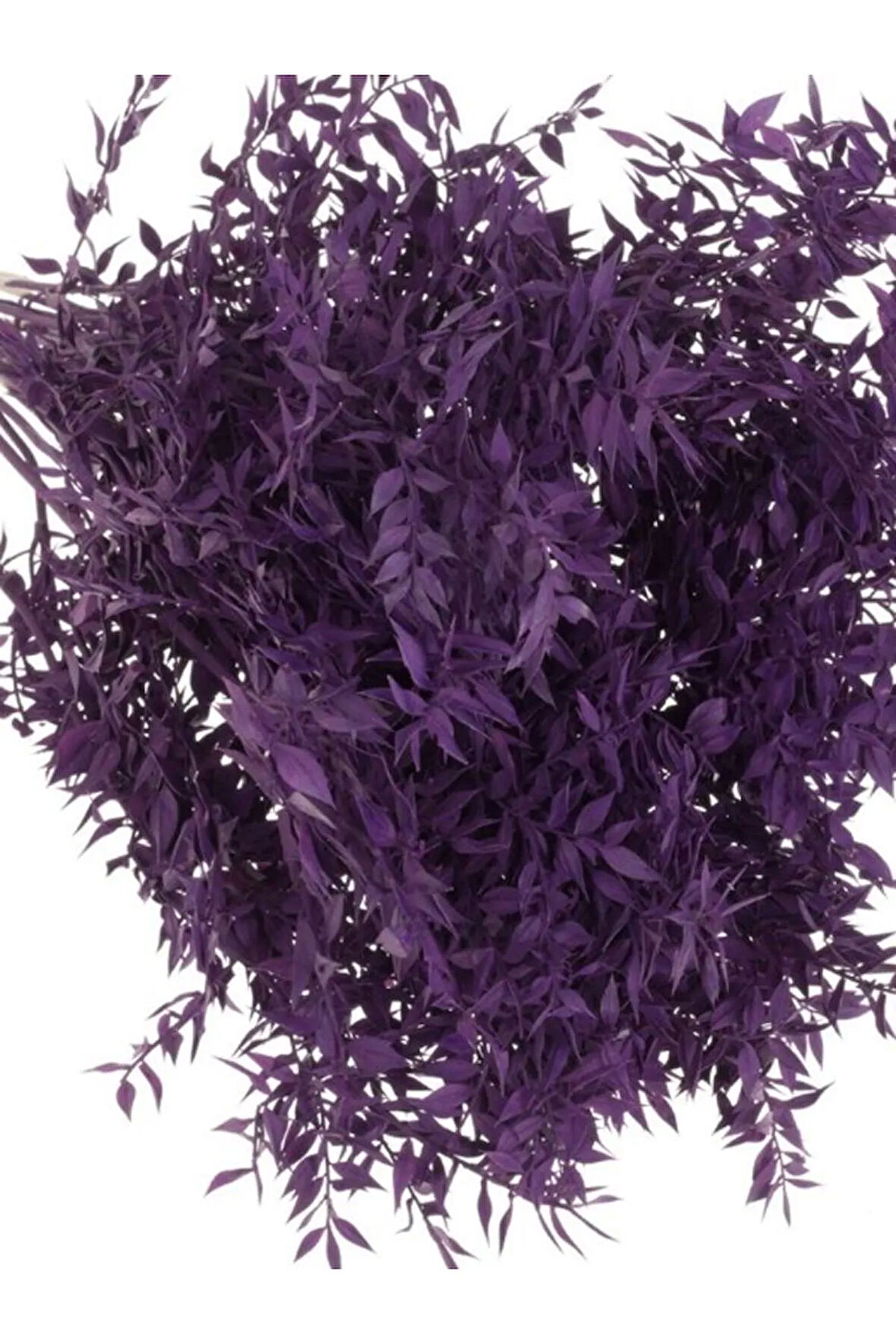 Yılbaşı Çiçeği Mor Renk Ruskus 10-12 Dal Kokina Otu 30-40Cm Purple Ruscus