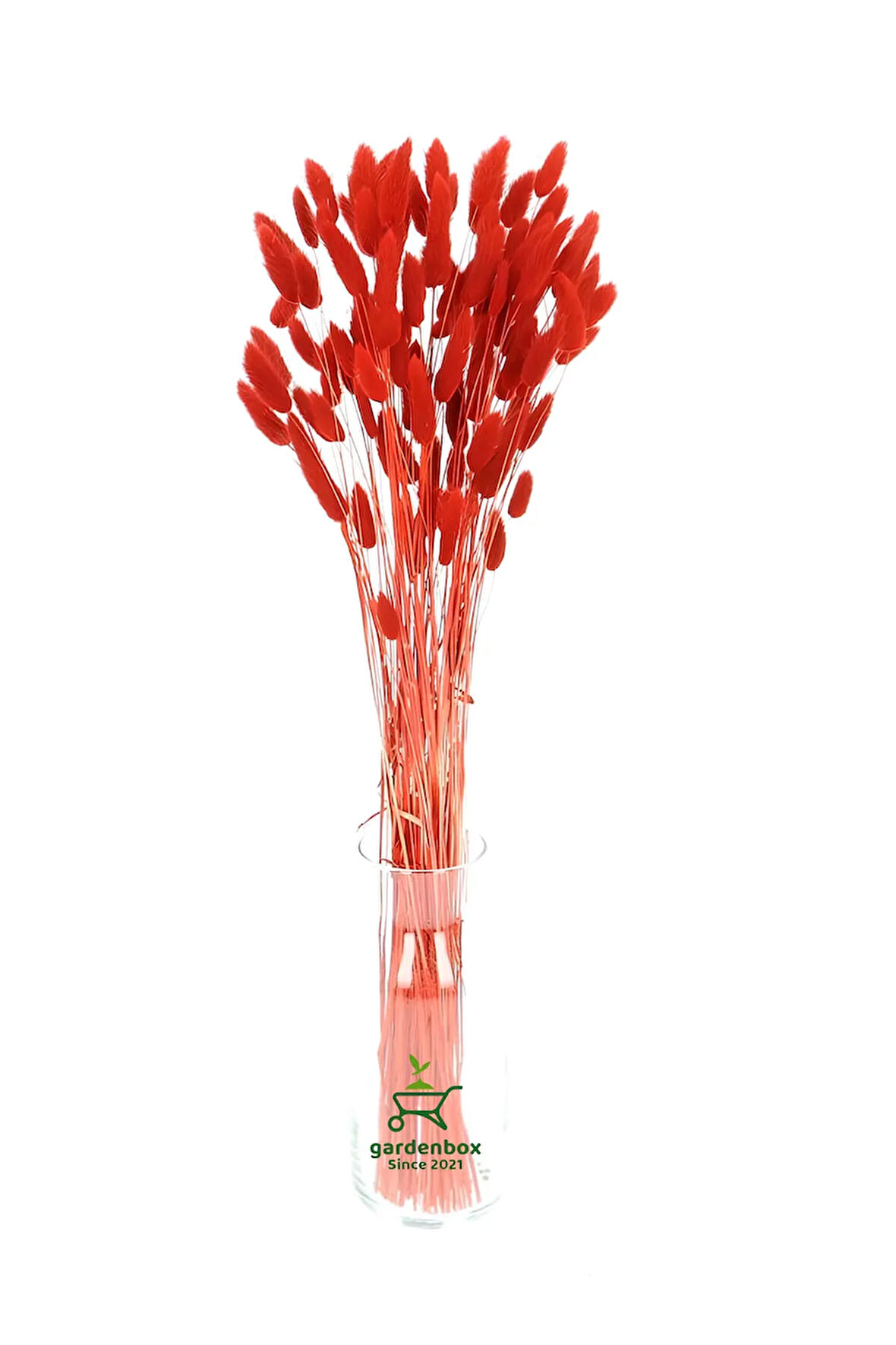 Kırmızı Pamuk Otu Kuru Çiçek 50-60 Dal Red Lagurus Tavşan Kulağı 30-40cm