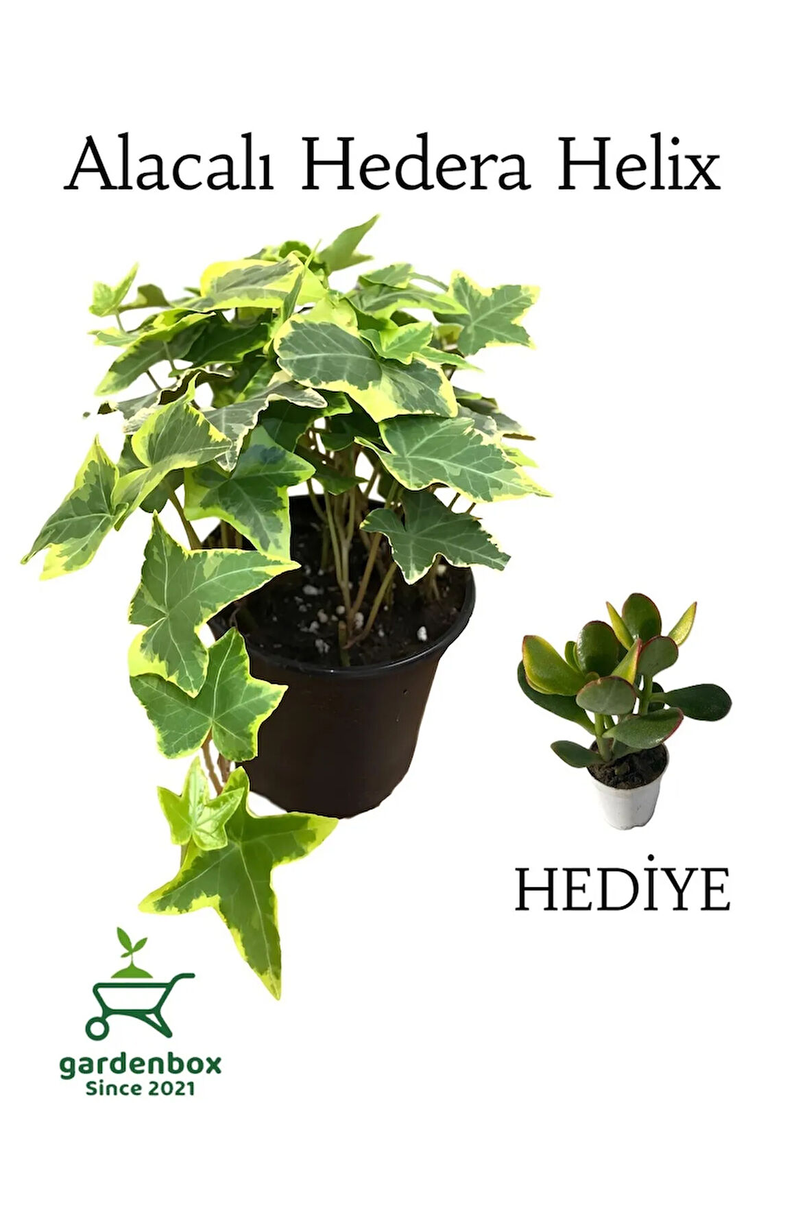 Alacalı Hedera Helix Duvar Ağaç Sarmaşığı 1 ADET Saksılı 20-40cm+Para Yeşim Çiçeği