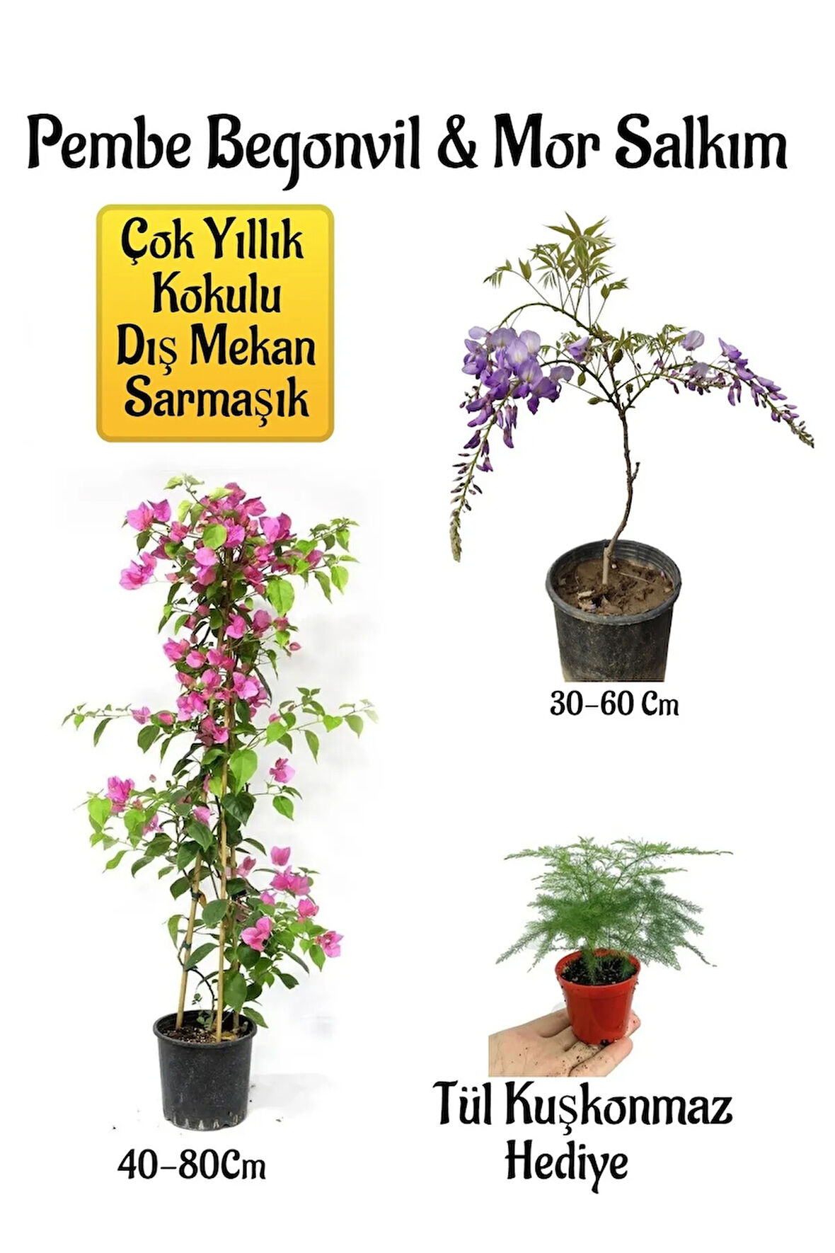 Pembe Begonvil Çiçeği+Mor Salkım Ağacı Fidanı Tül Kuşkonmaz Hediyeli Bahçe Peyzaj Seti