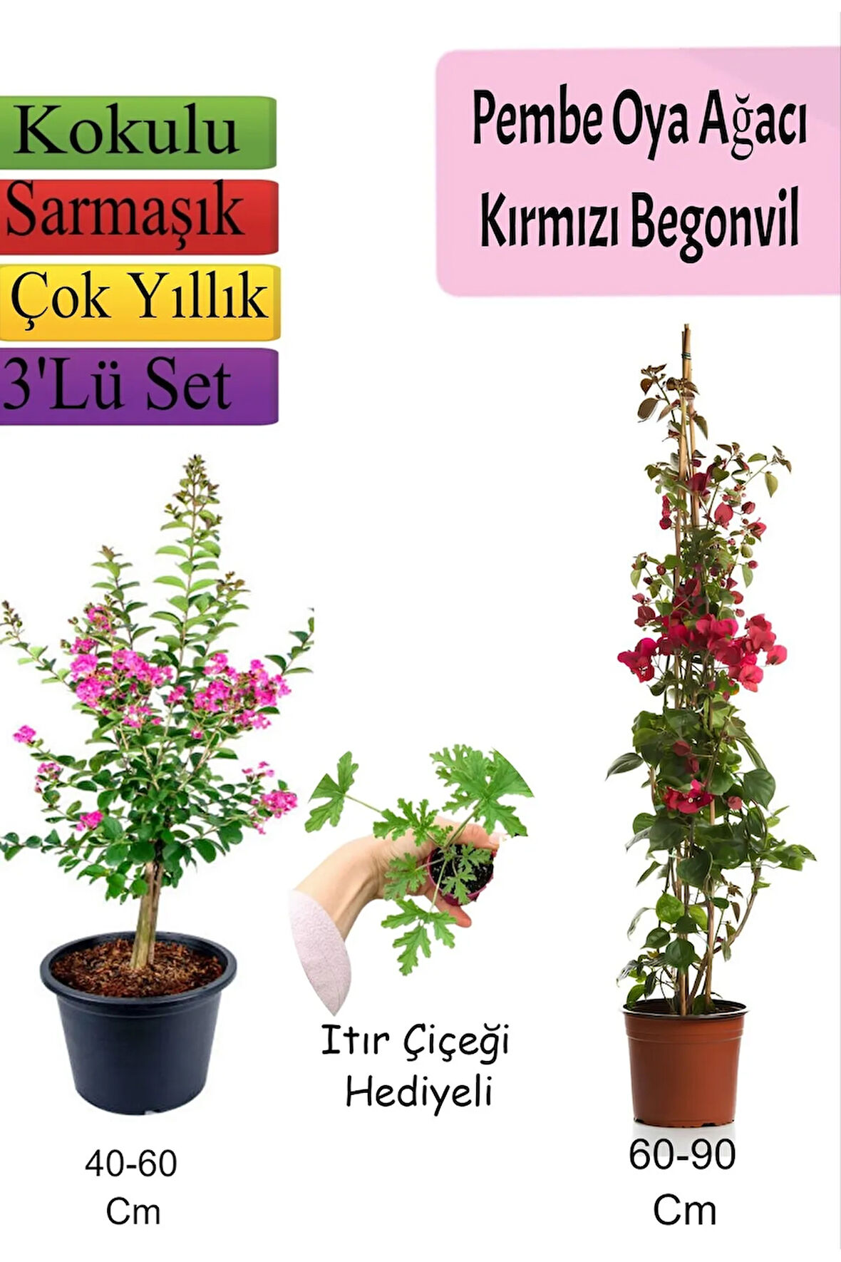 Pembe Oya Ağacı+Kırmızı  Begonvil+ ITIR Çiçeği Hediyeli