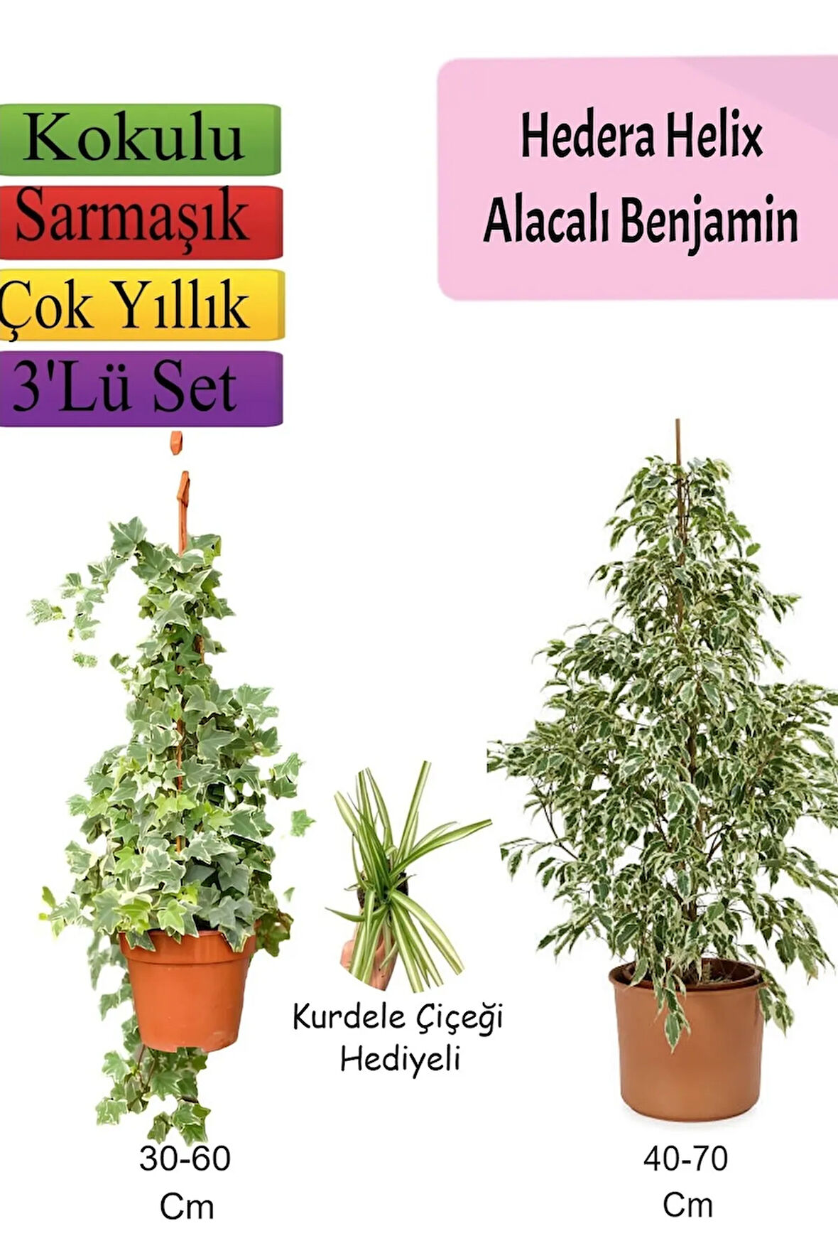 Alacalı Beyaz Benjamin Bitkisi+ Hedera Helix Sarmaşığı+ Kurdele Çiçeği