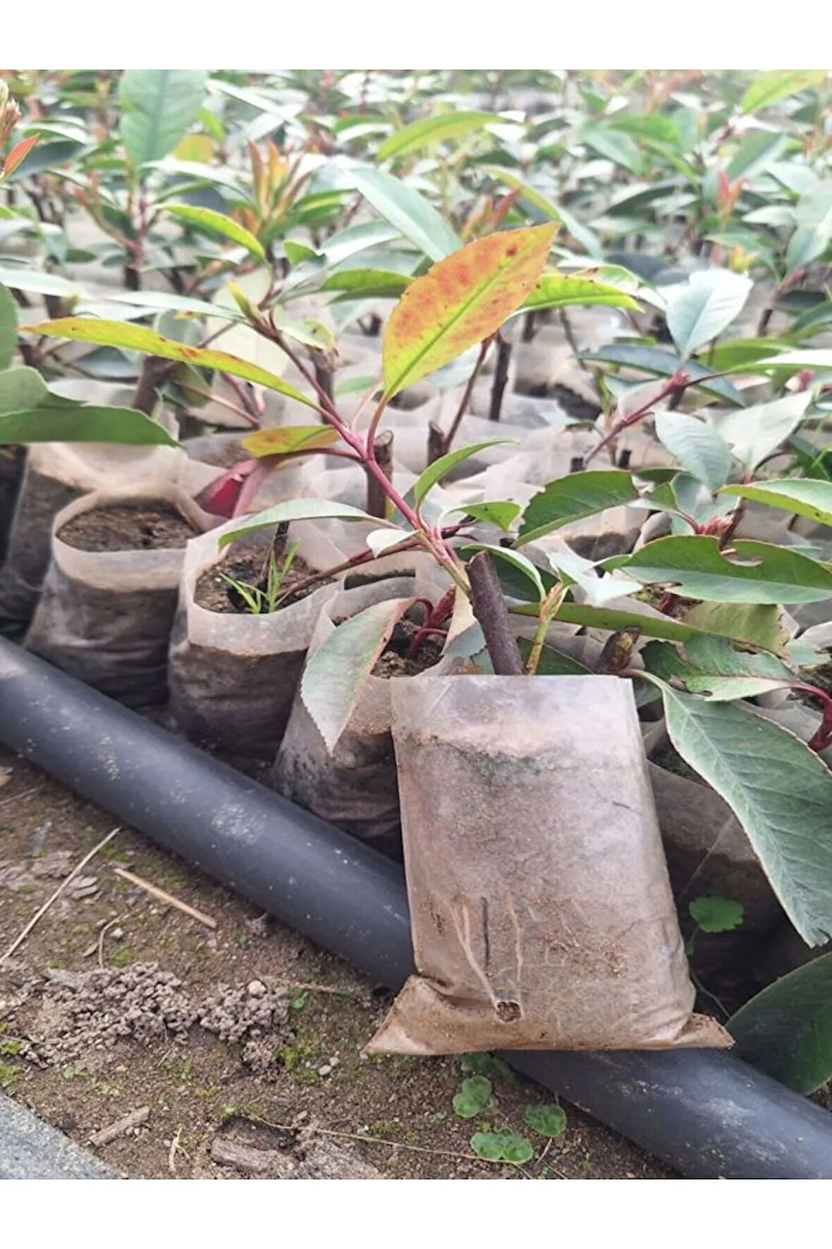 Alev Çalısı Fidanı (10-20 Cm)1 Adet Tüplü Dış Mekan Bitkisi