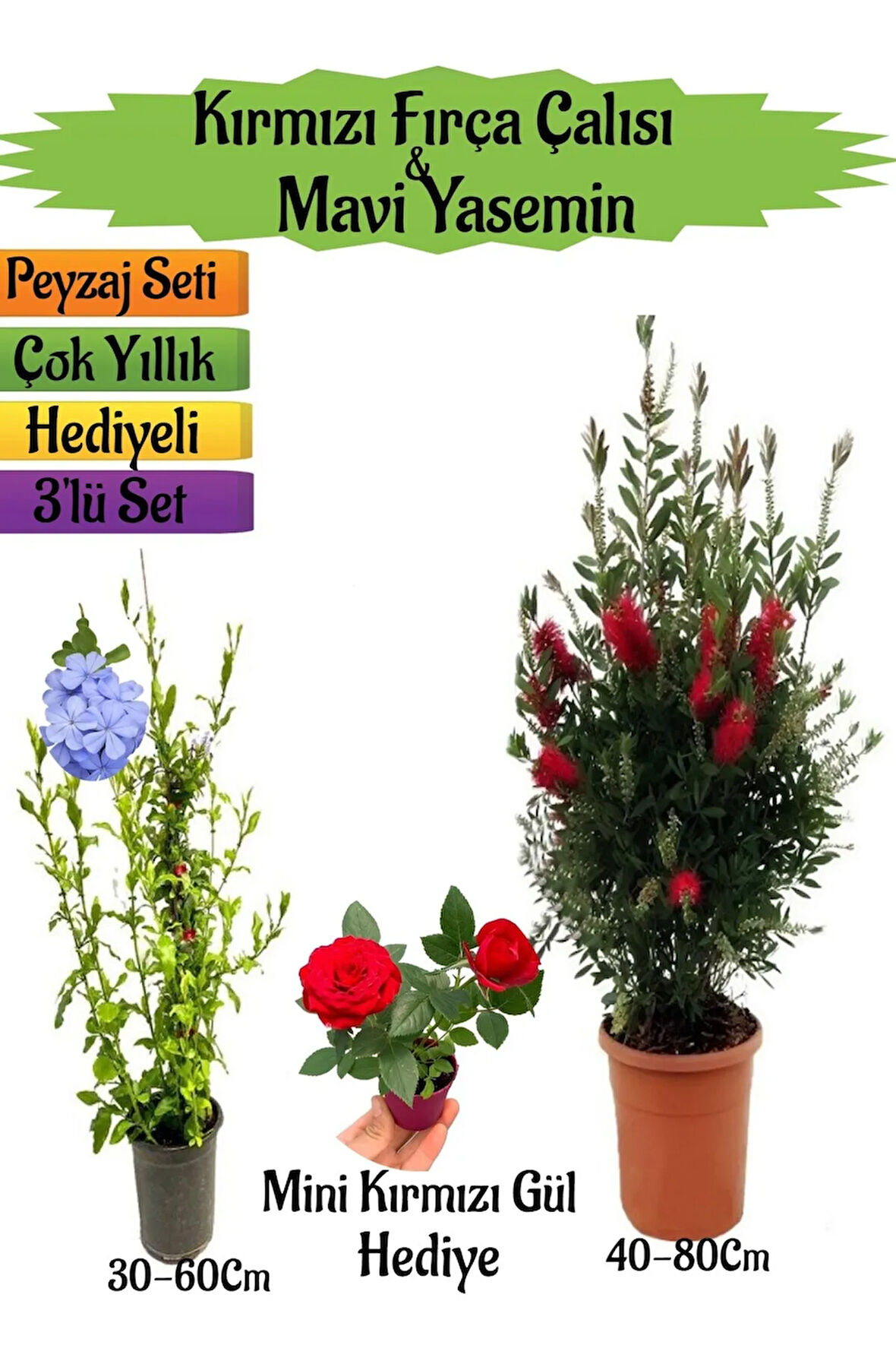 Kırmızı Fırça Çalısı+Mavi Yasemin Çiçeği Fidanı+Mini Gül Hediyeli Peyzaj Seti