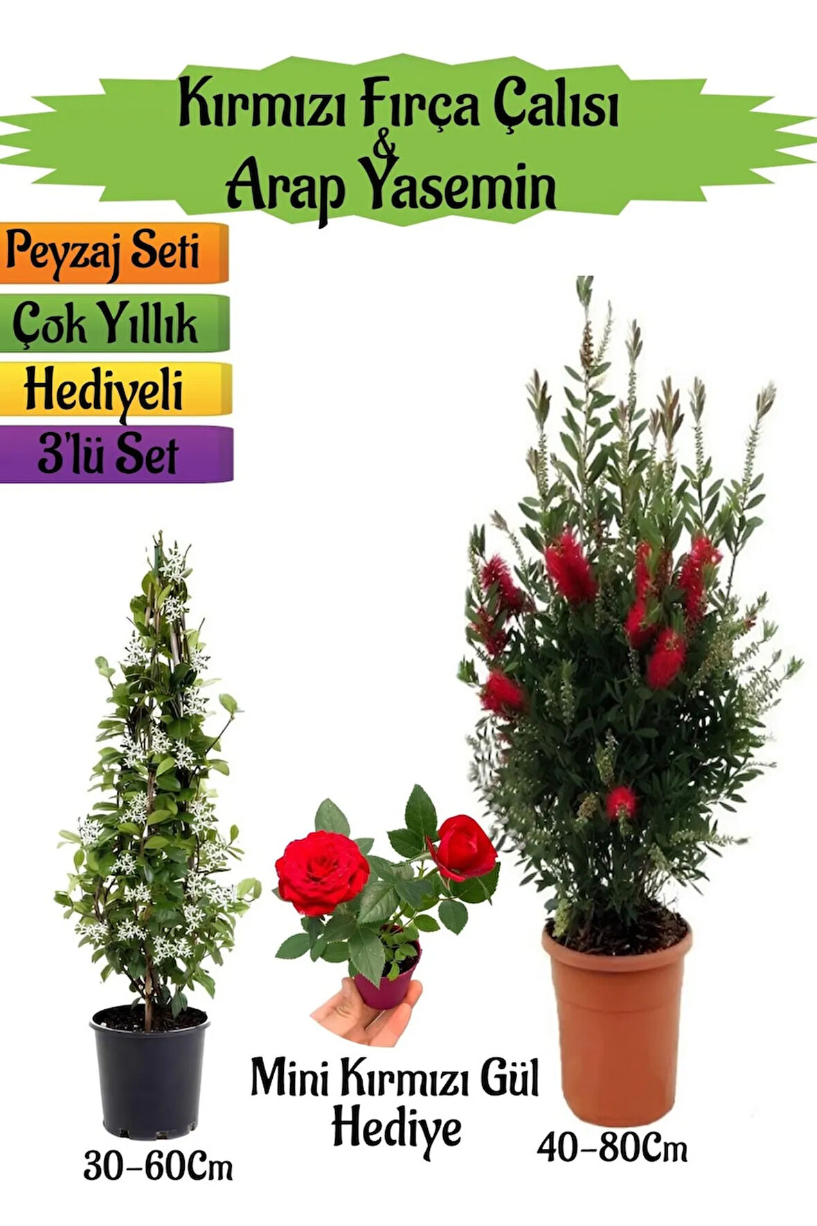 Kırmızı Fırça Çalısı+Kokulu Arap Yasemini+Mini Gül Hediyeli Peyzaj Seti