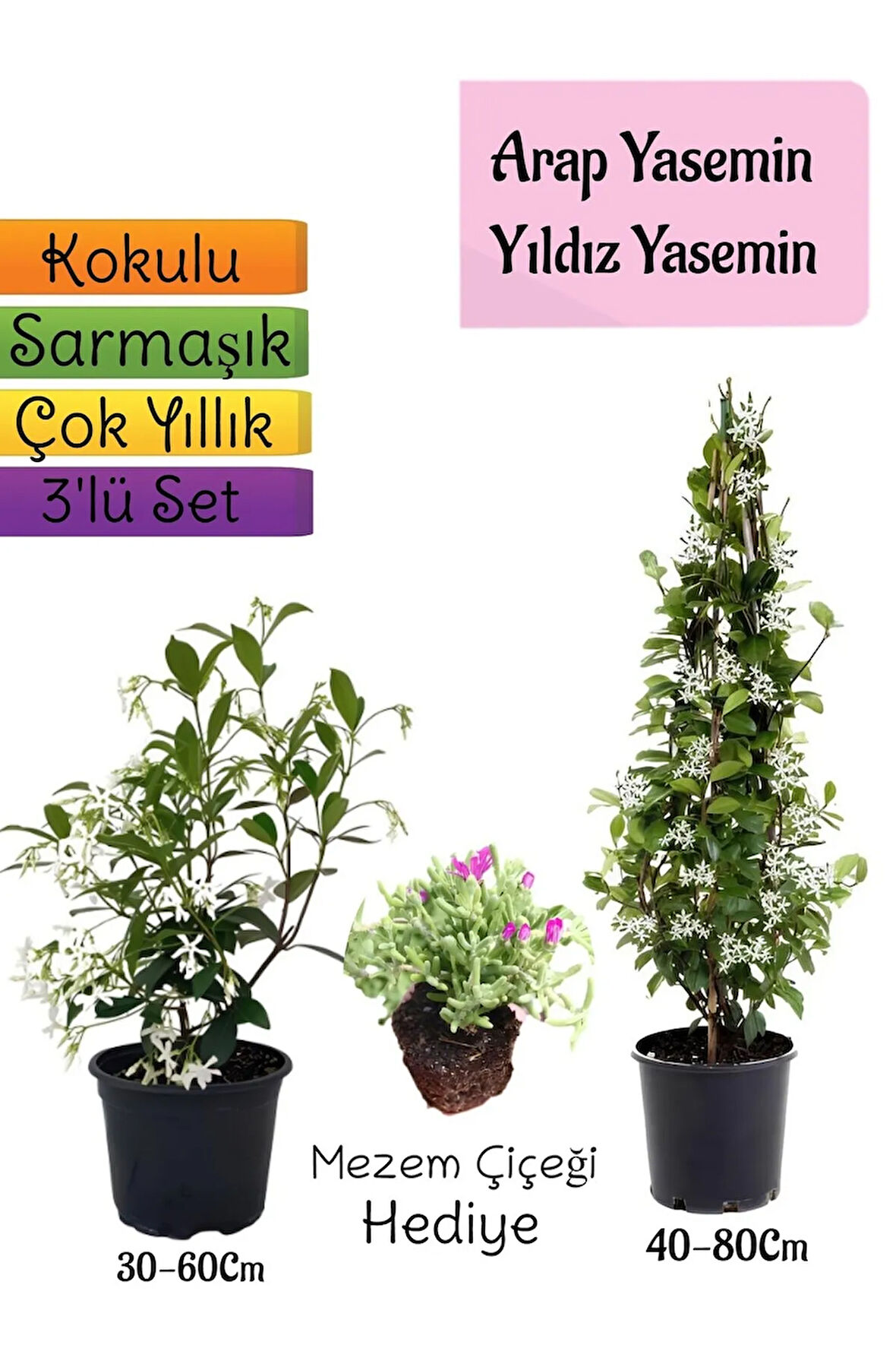Kokulu Arap Yasemini+Yıldız Yasemin Fidanı+Mezem Çiçeği Hediye 3'lü Peyzaj Seti