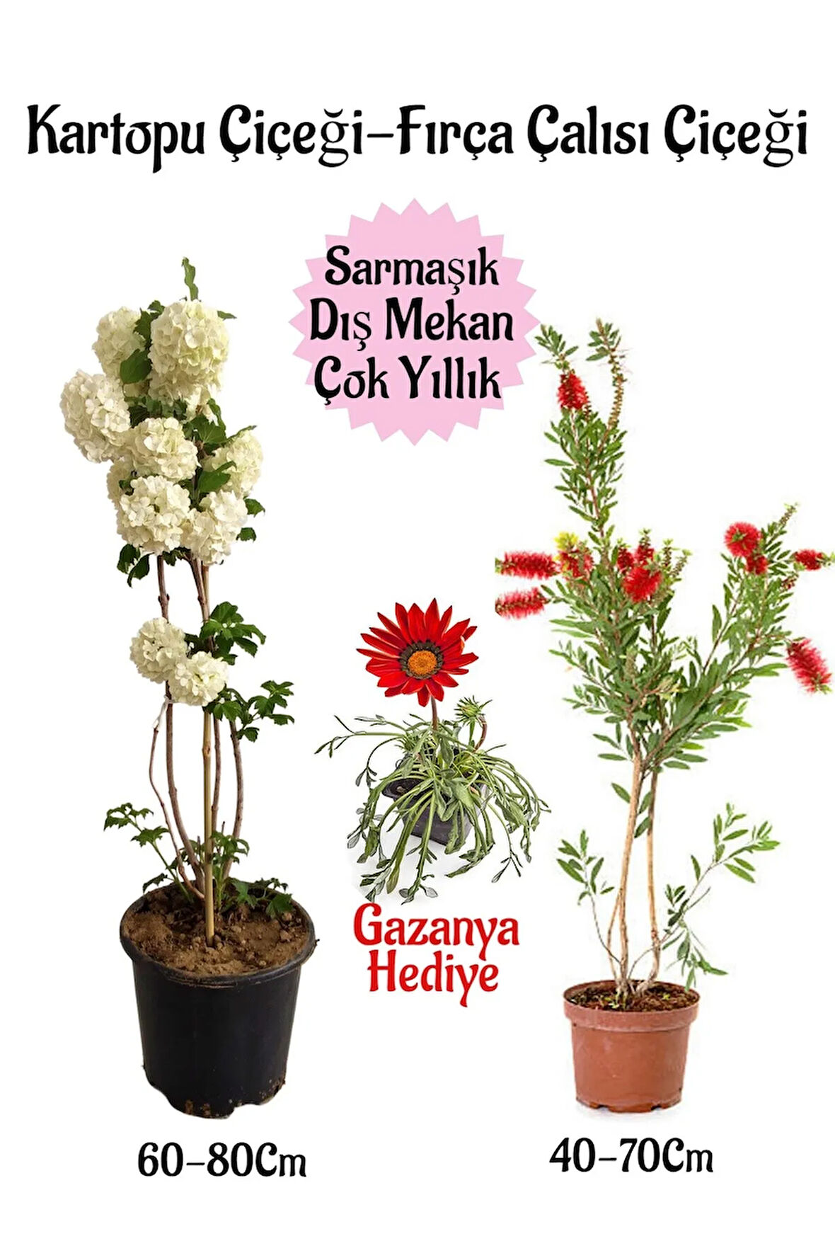 Kartopu Çiçeği 1 ADET +Fırça Çalısı 1 ADET+Kırmızı Gazanya Hediye Saksılı Bahçe Seti