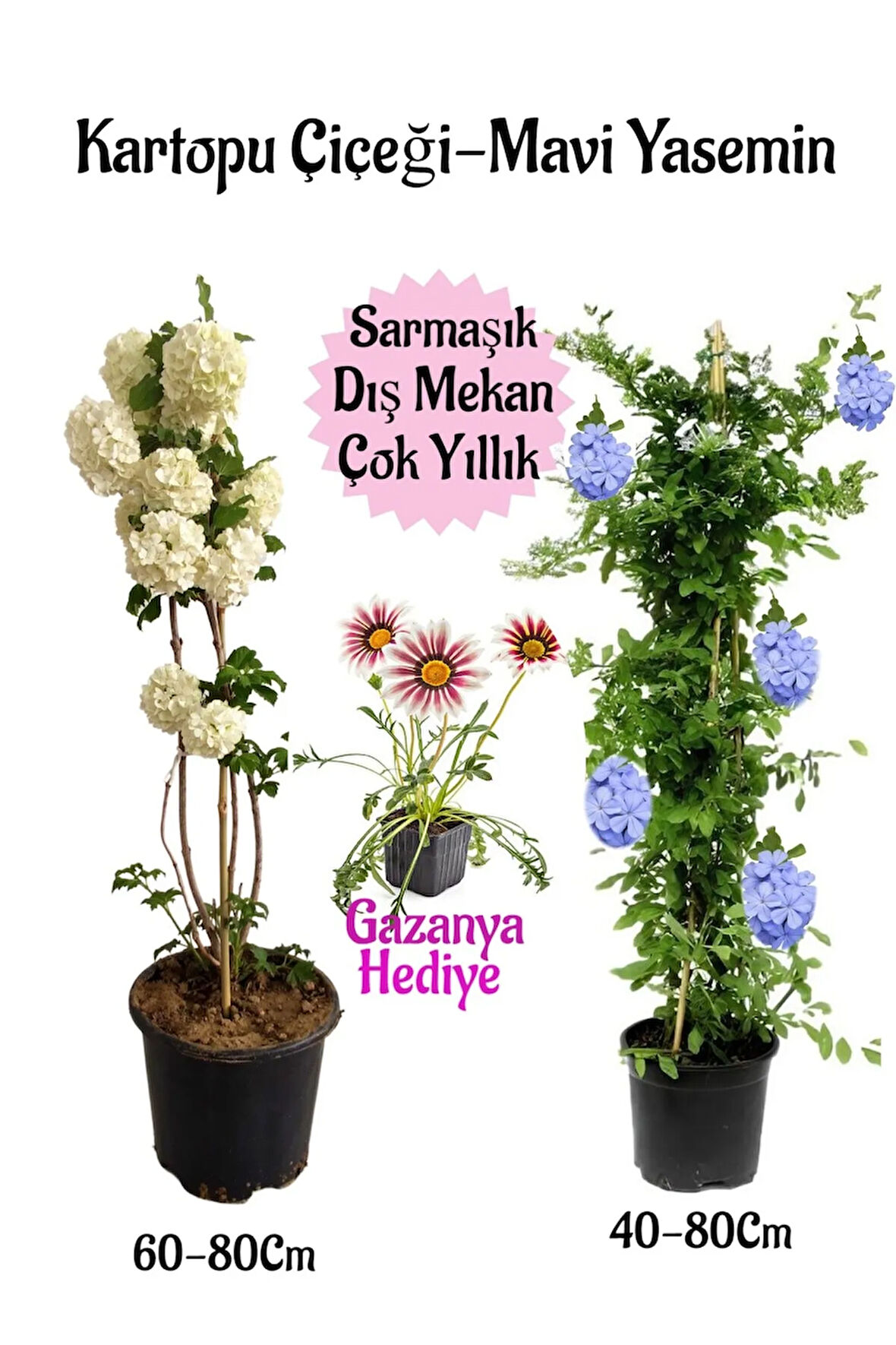 Kartopu Çiçeği 1 ADET +Mavi Yasemin1 ADET+Pembe Gazanya Hediye Saksılı Bahçe Seti