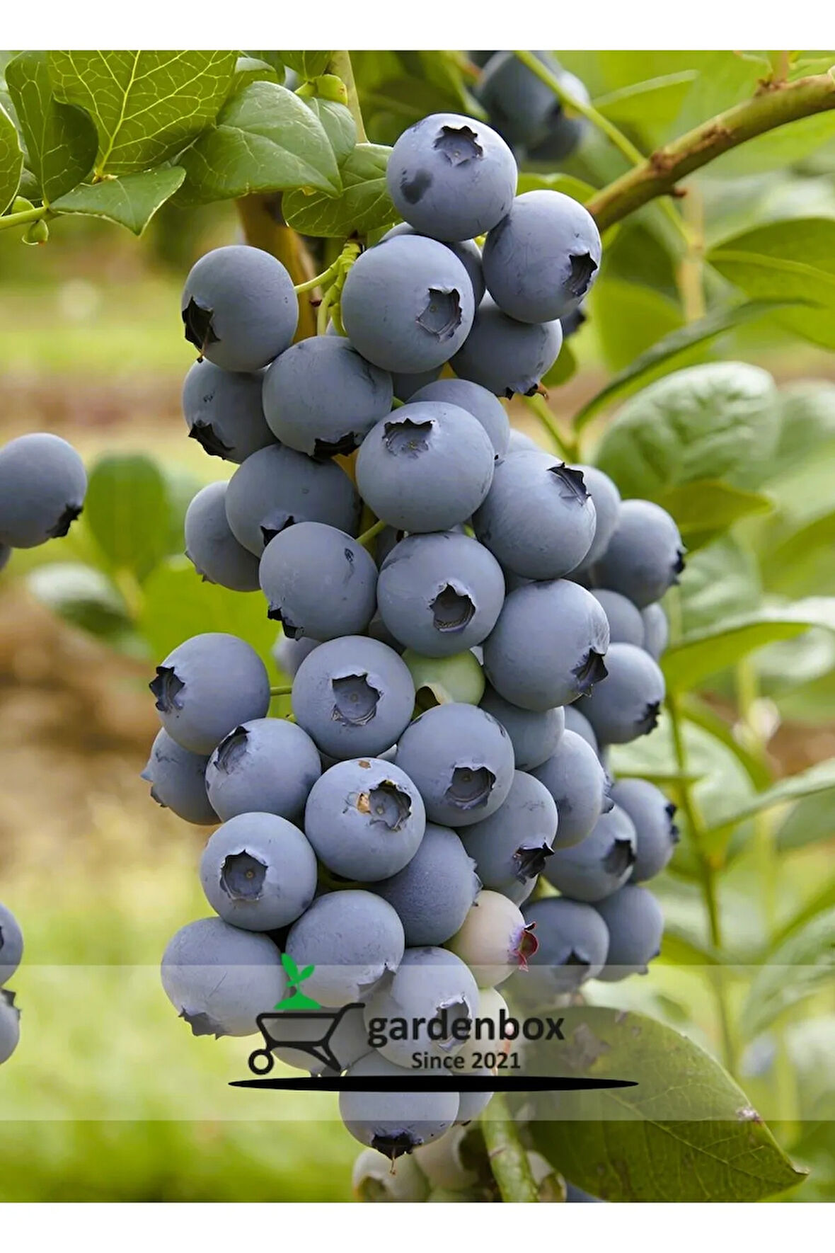 Erkenci Bloxi Cinsi Yaban Mersini Meyve Fidanı 1 ADET Saksılı/Tüplü 40-60CM Blueberry
