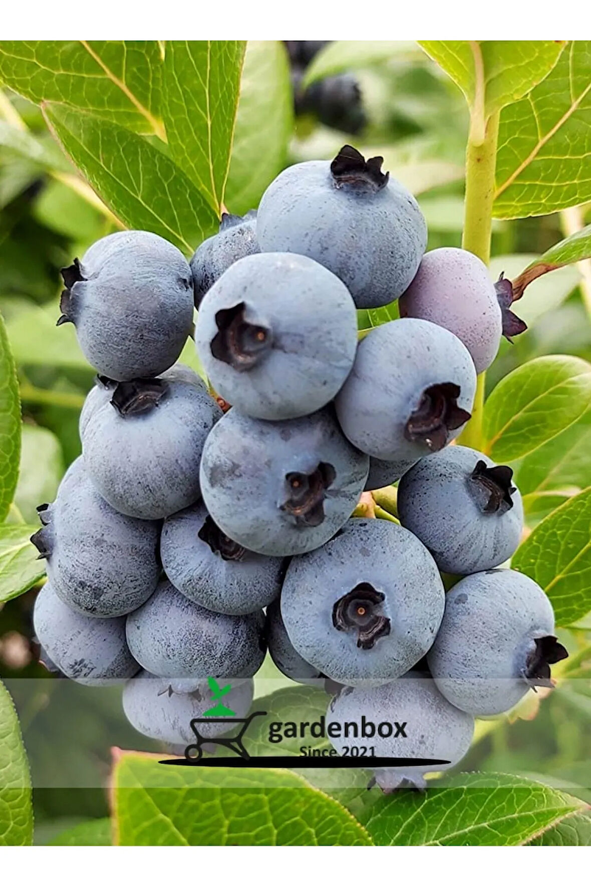 Yaban Mersini 2'Lİ Set Reka-Bloxi Cinsi Saksılı/Tüplü 40-60cm Blueberry