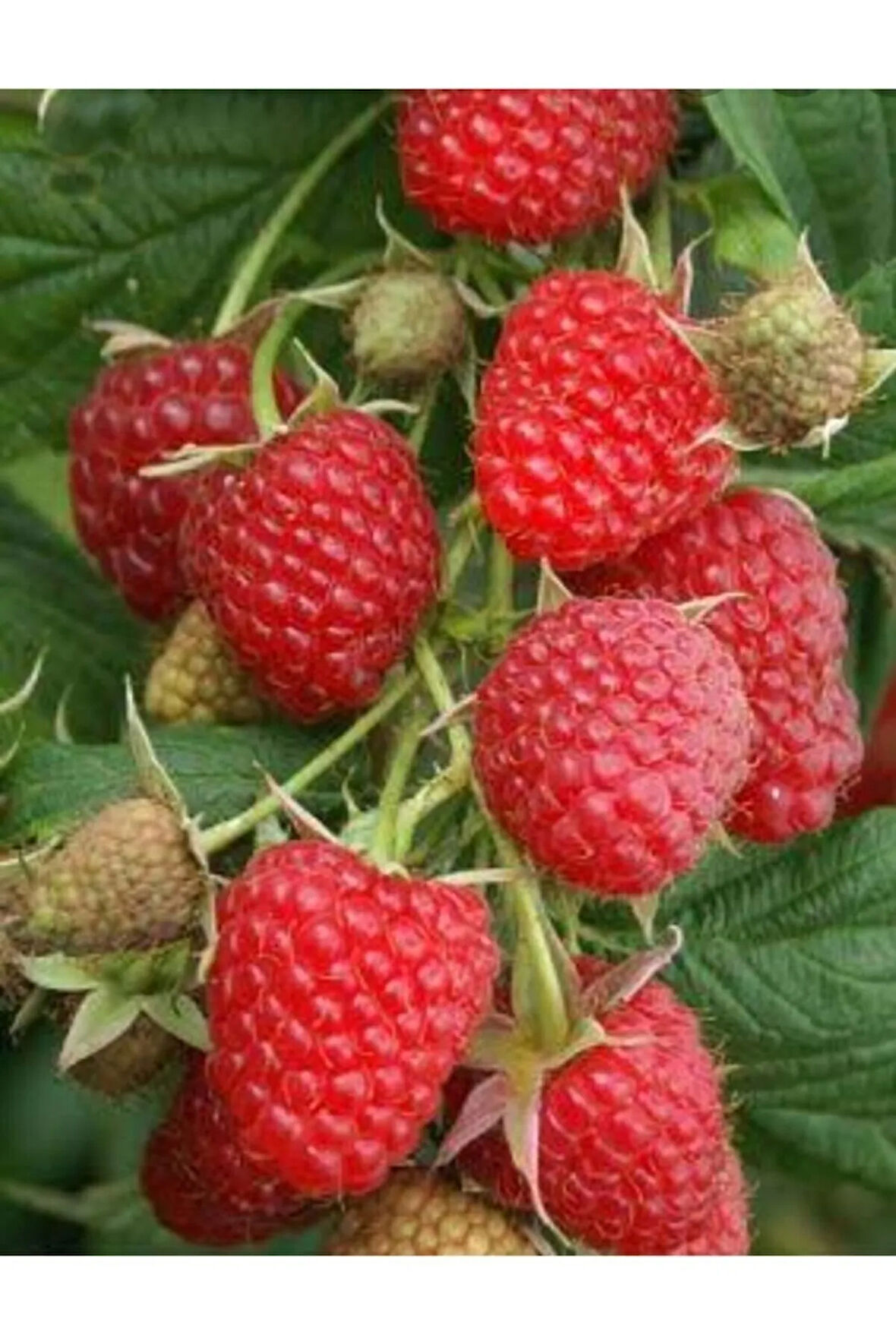 Ahududu Fidanı Saksılı Jumbo Yüksek Verimli (soğuğa Dayanıklı) 80-90 Cm
